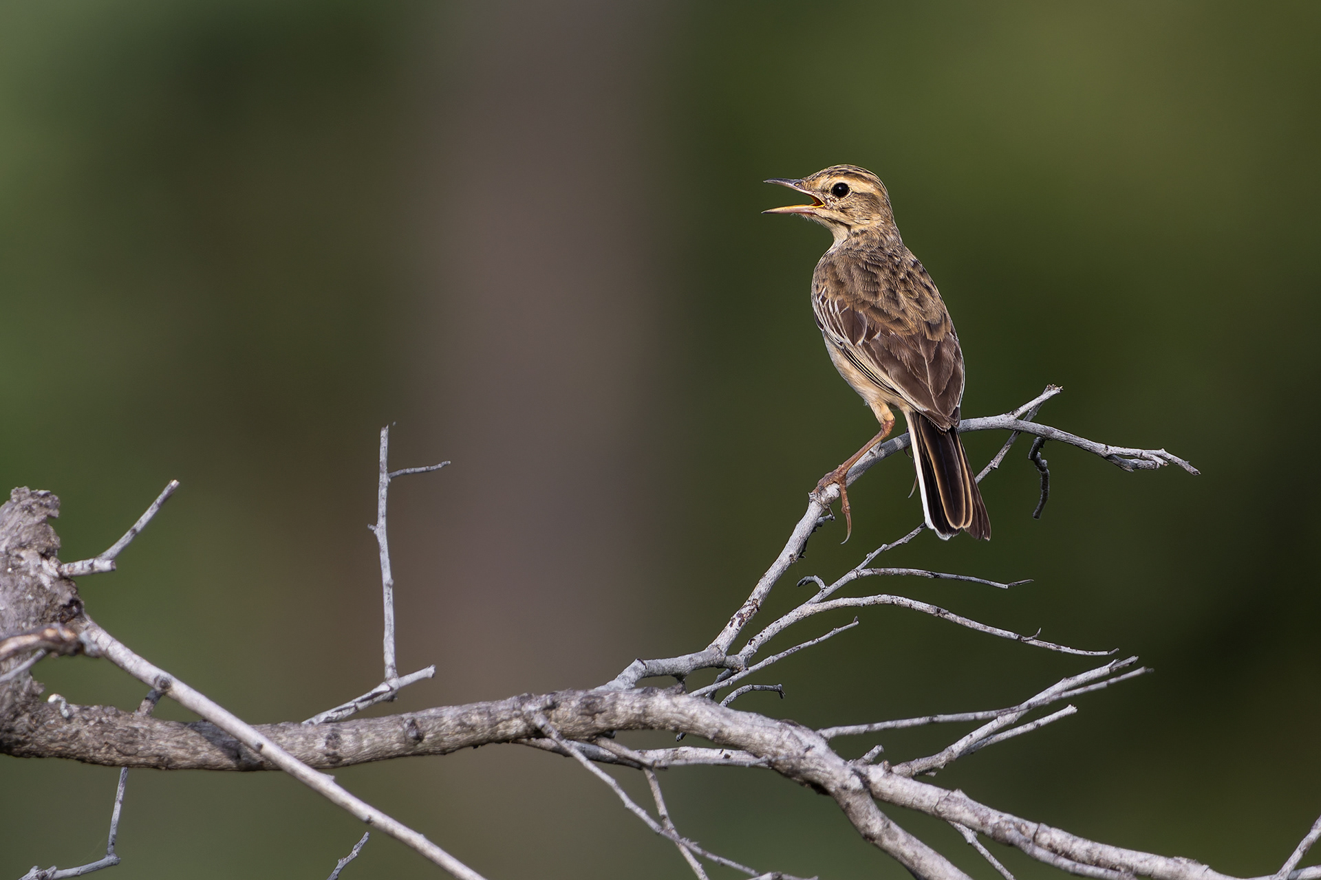 African Pipit