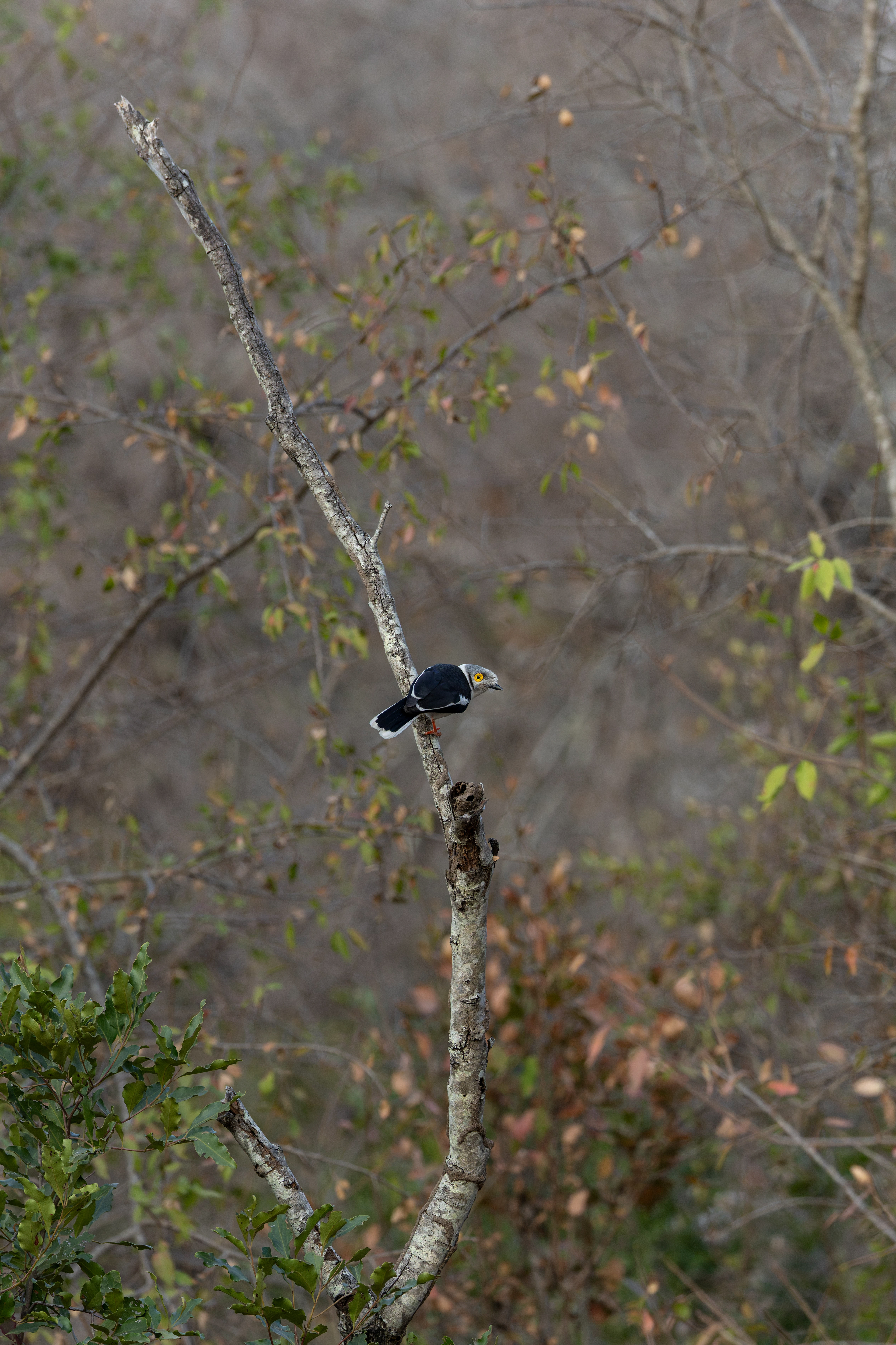 White-crested Helmetshrike