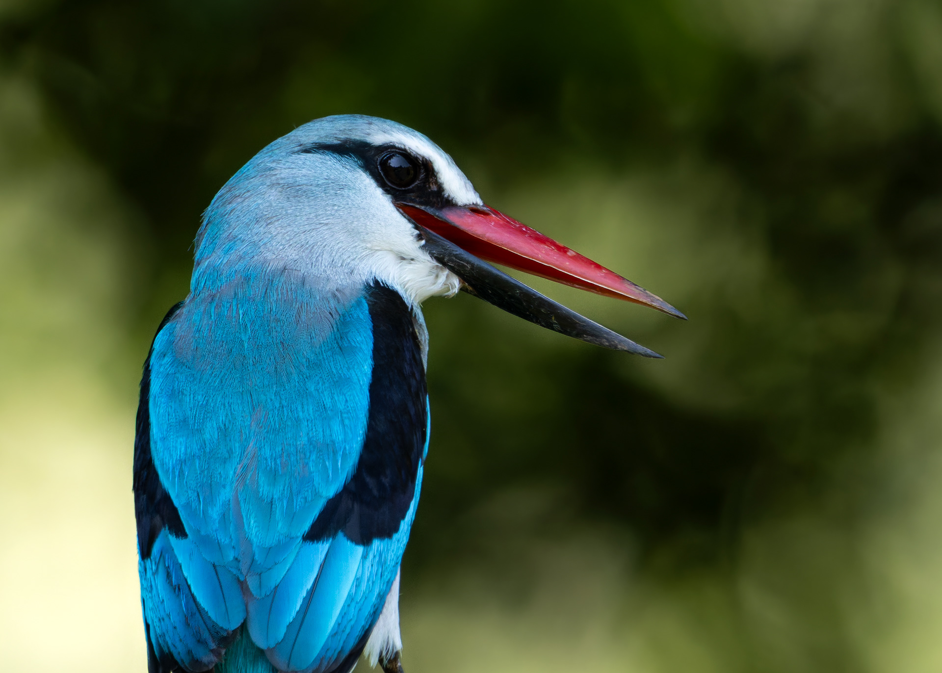 Woodland Kingfisher