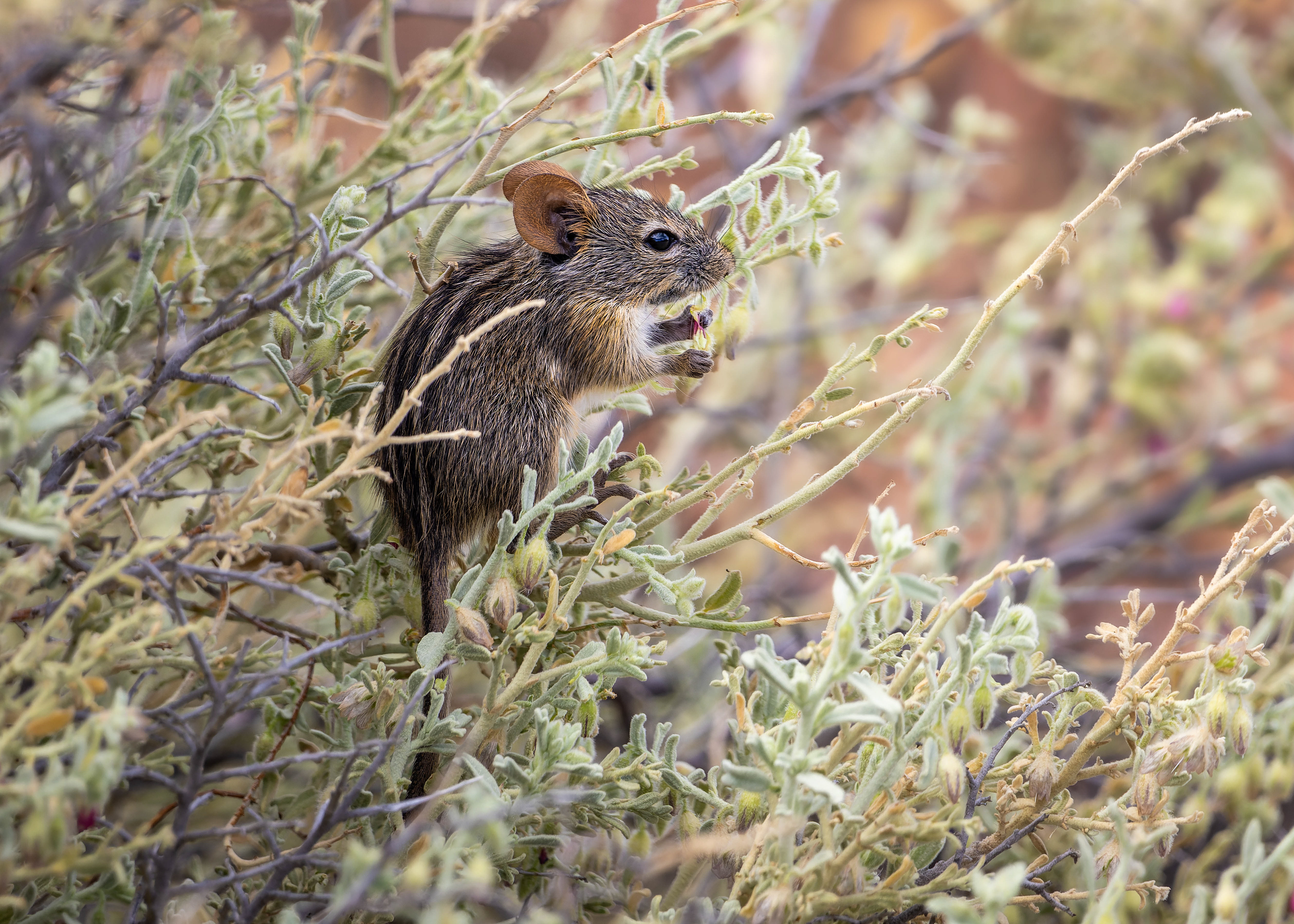 Four-striped Grass Mouse