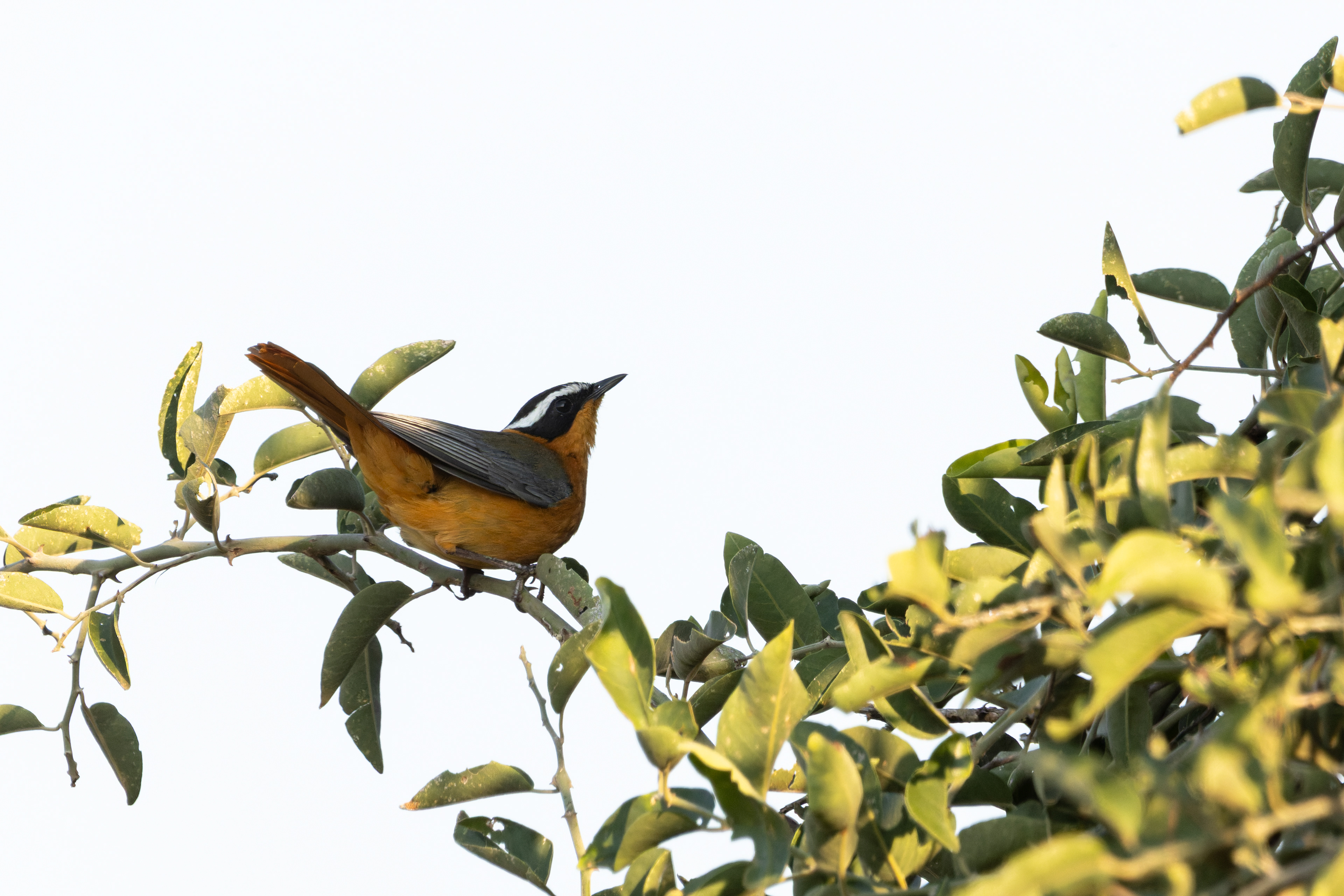 White-browed Robin-chat