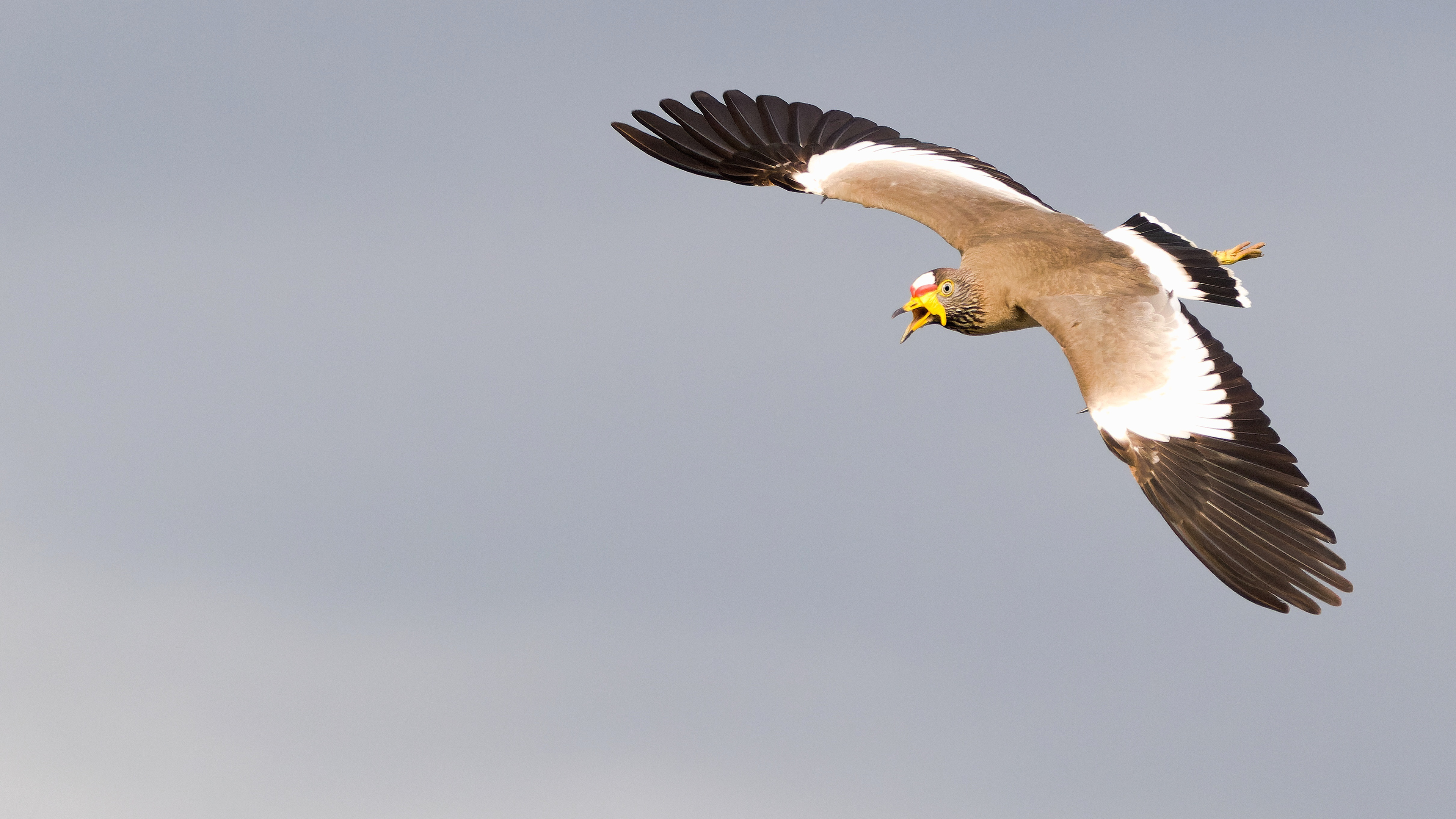 Wattled Lapwing