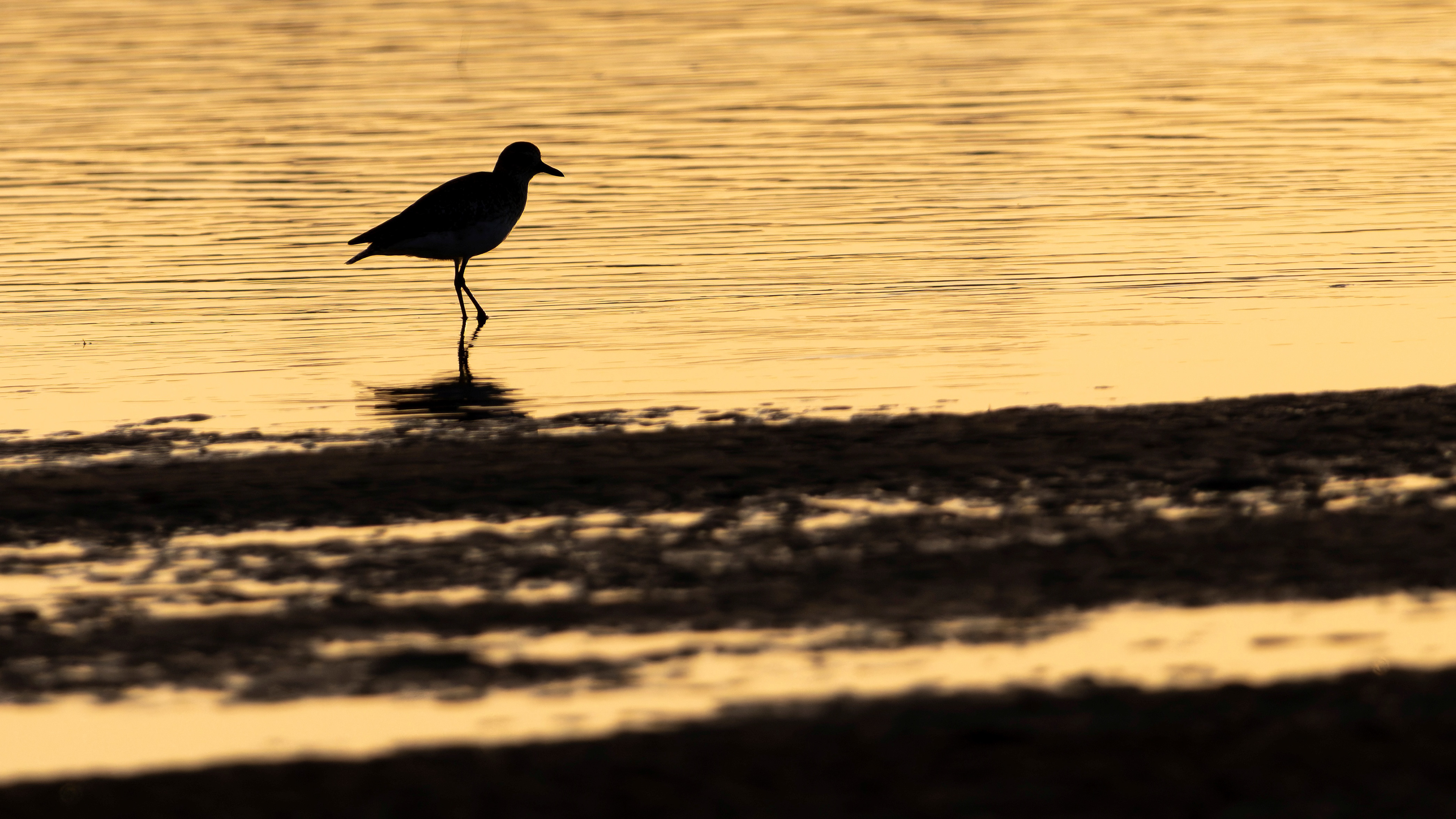 Grey Plover