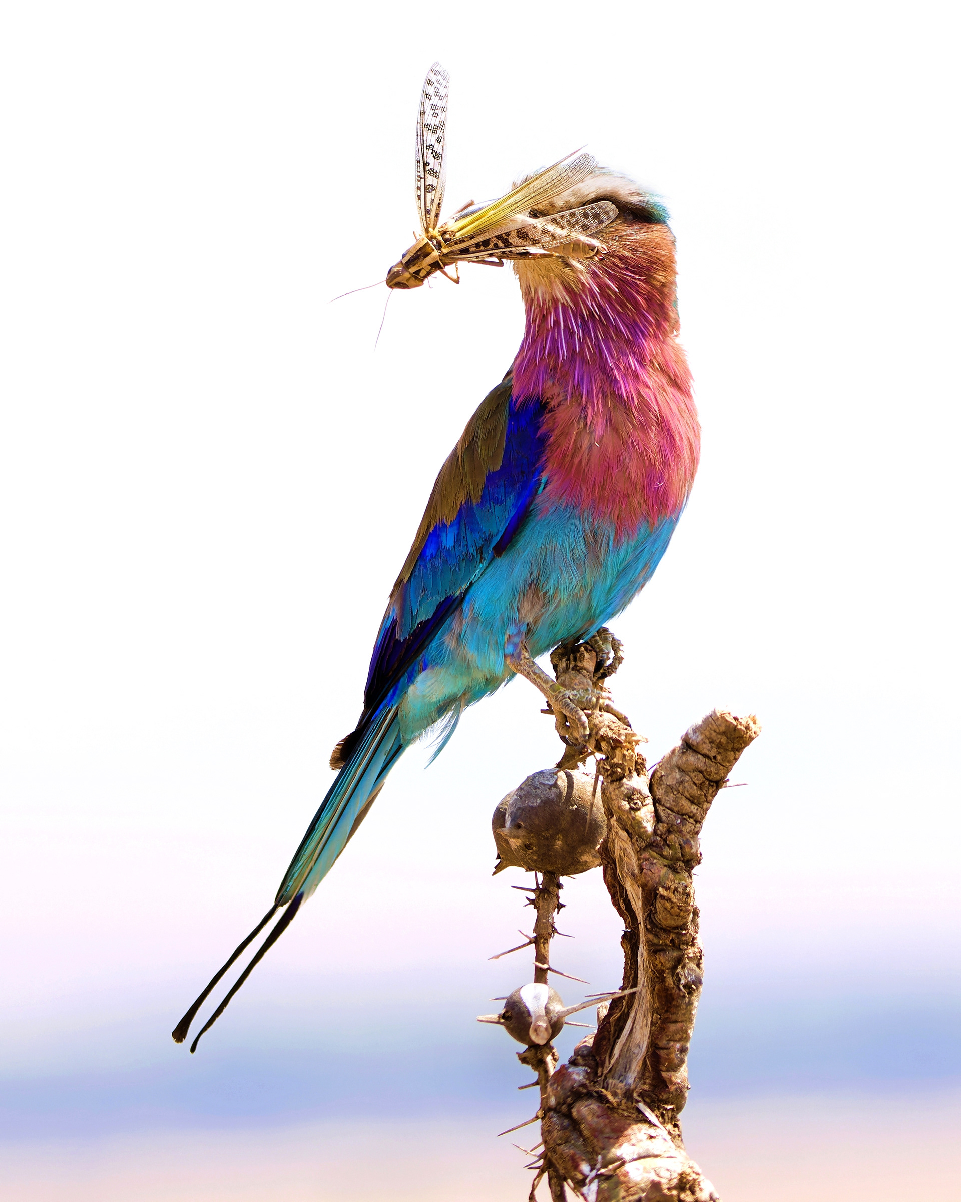 Lilac-breasted Roller