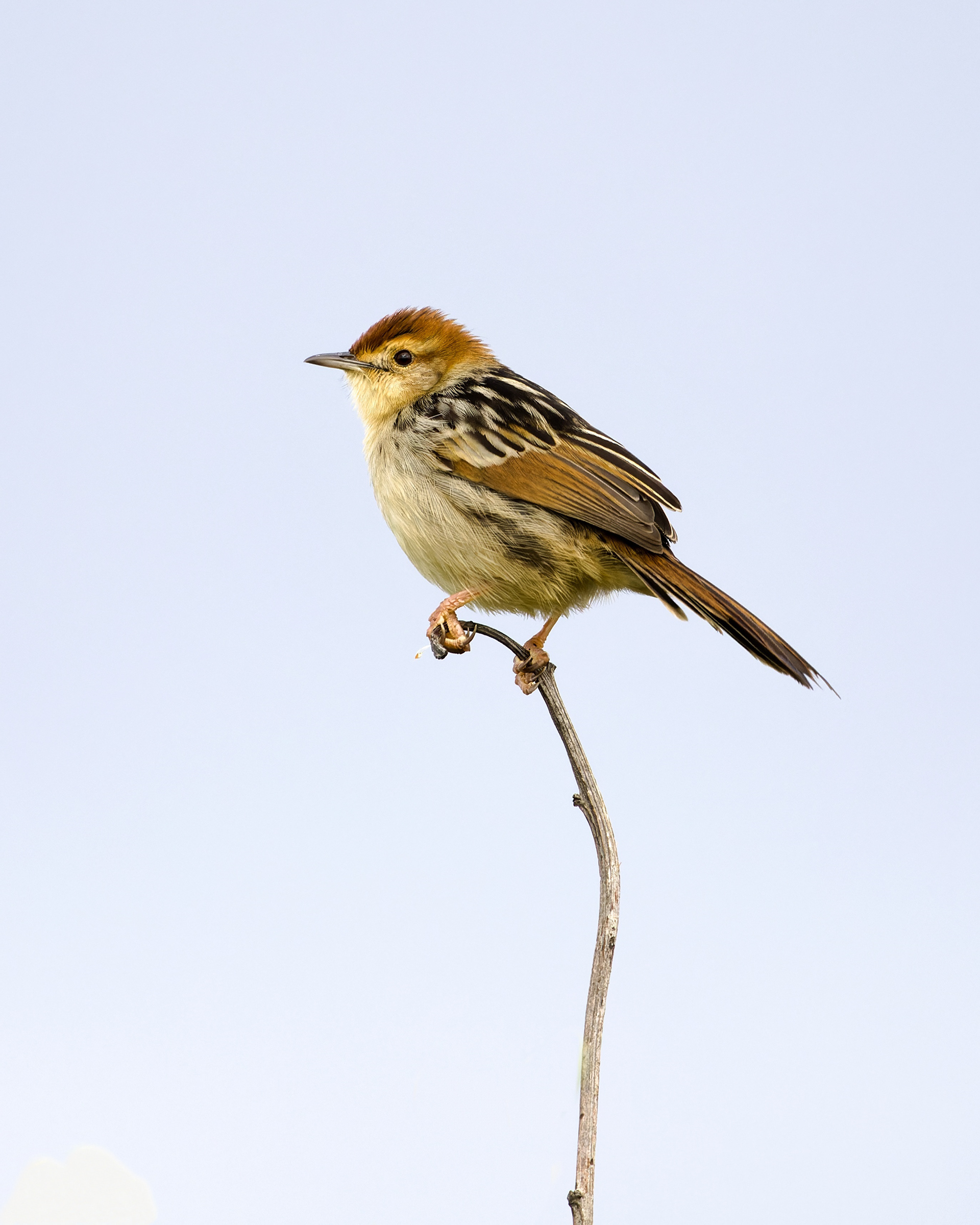 Levaillant's Cisticola