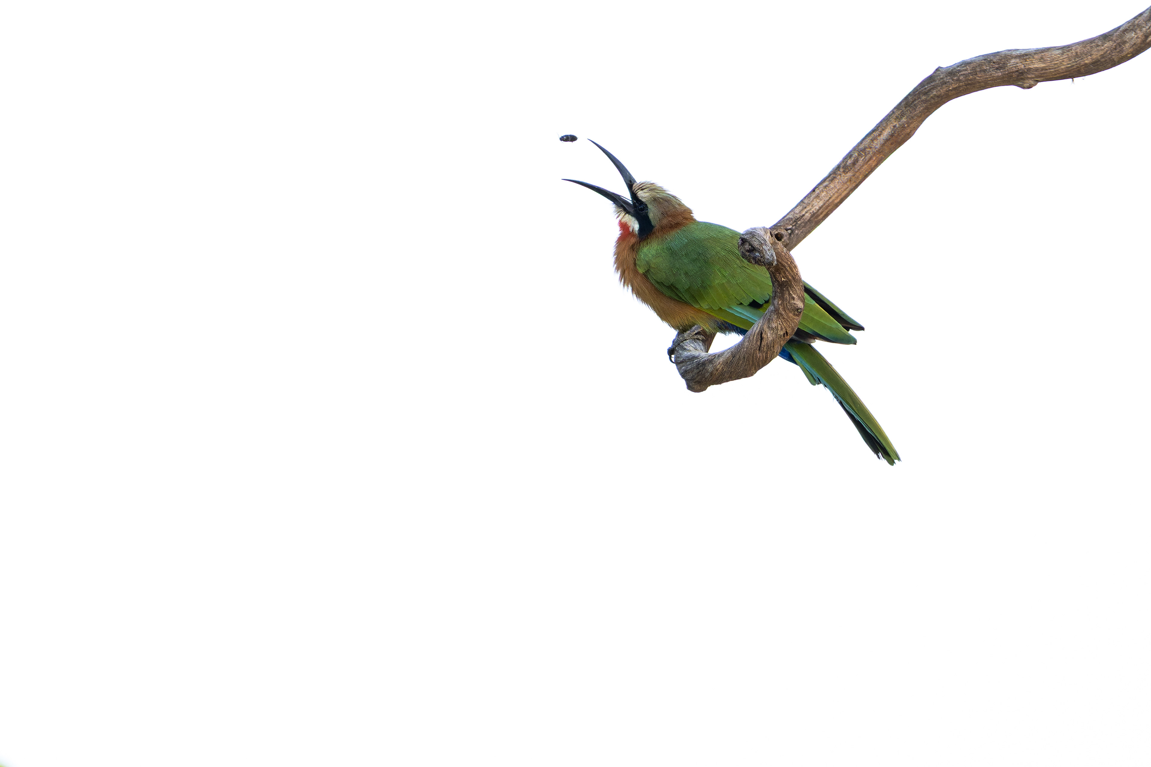 White-fronted Bee-eater
