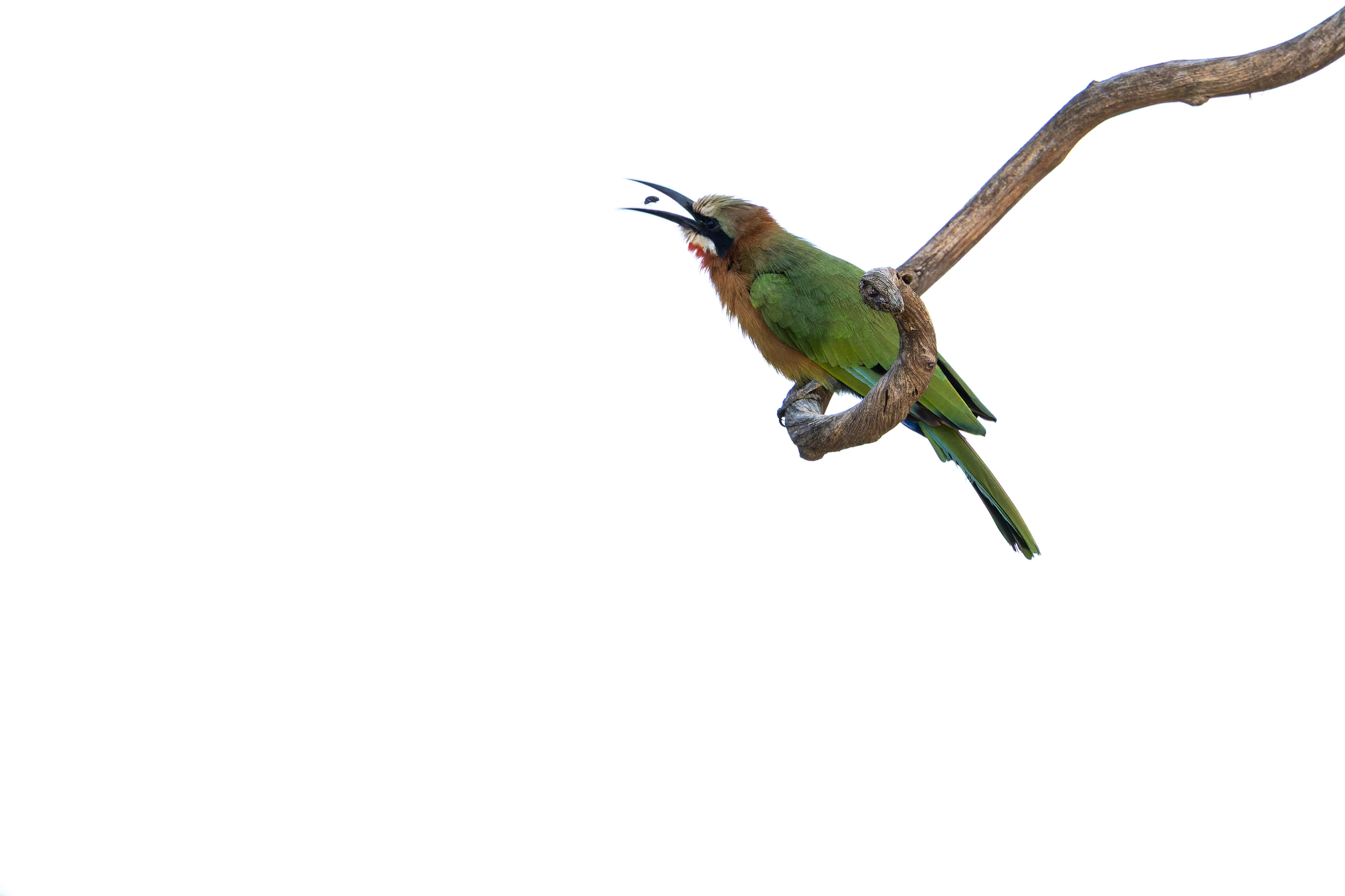 White-fronted Bee-eater