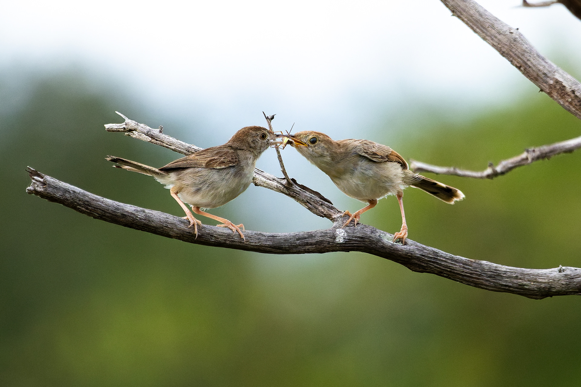 Rattling Cisticola