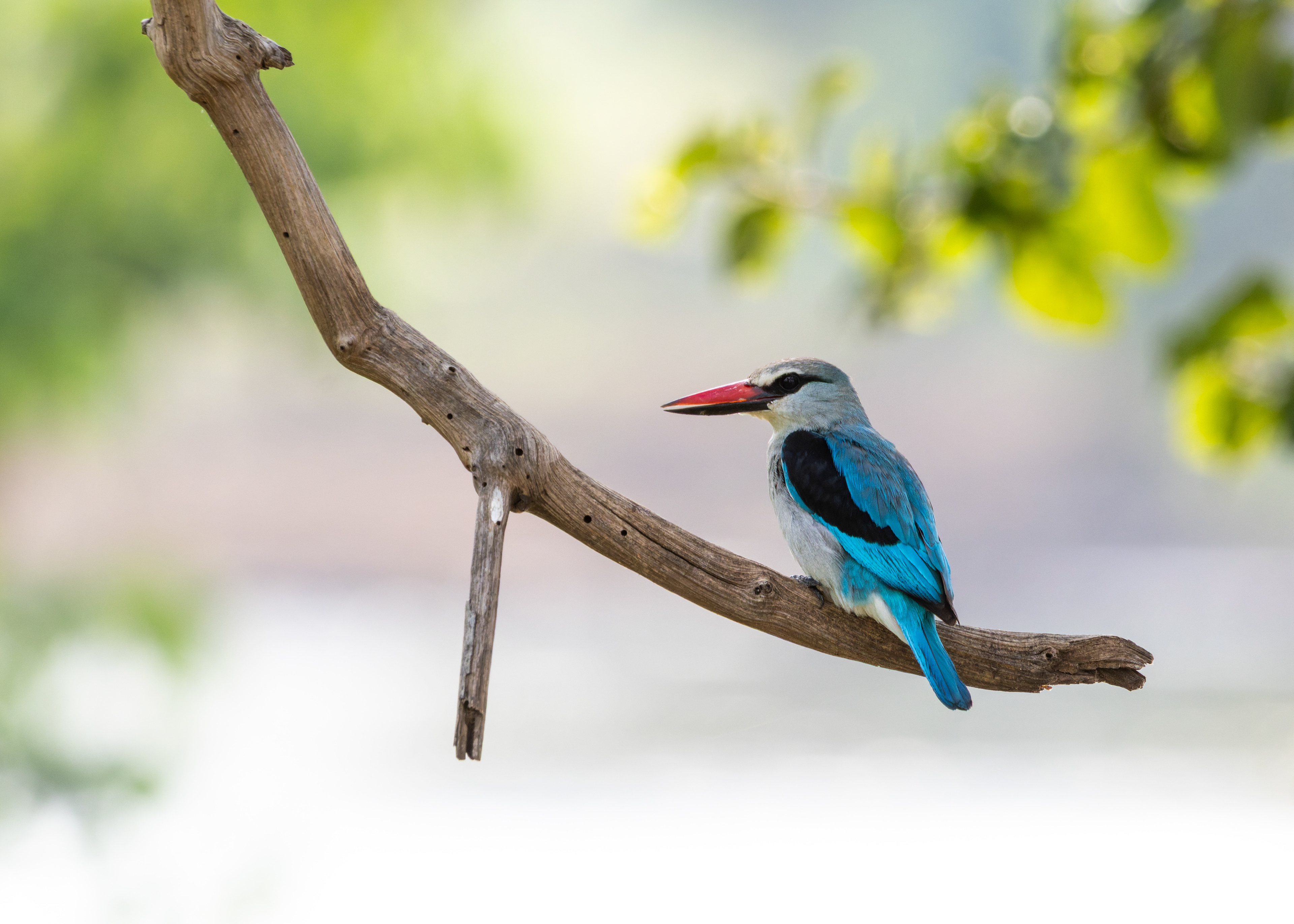 Woodland Kingfisher