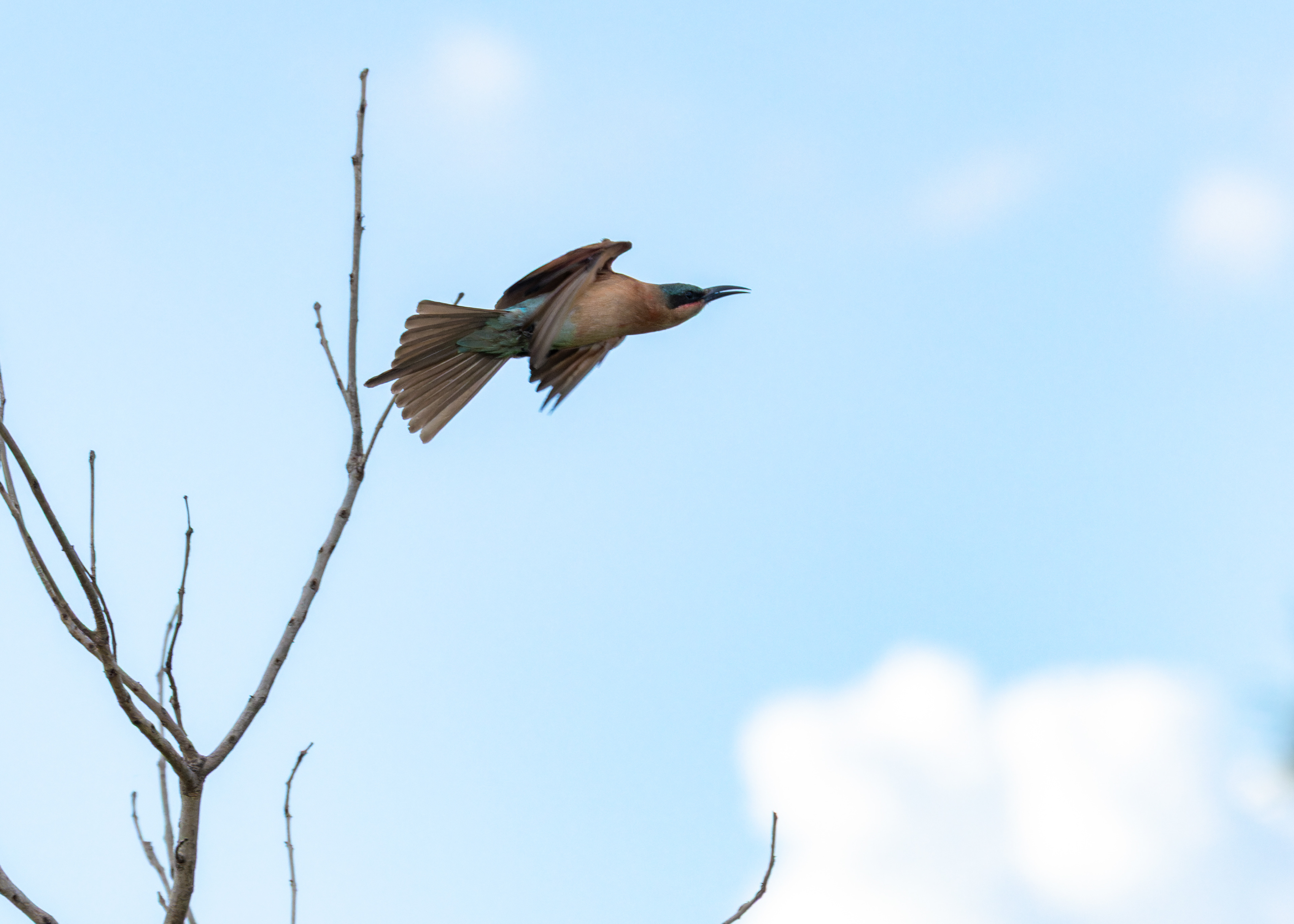Carmine Bee-eater