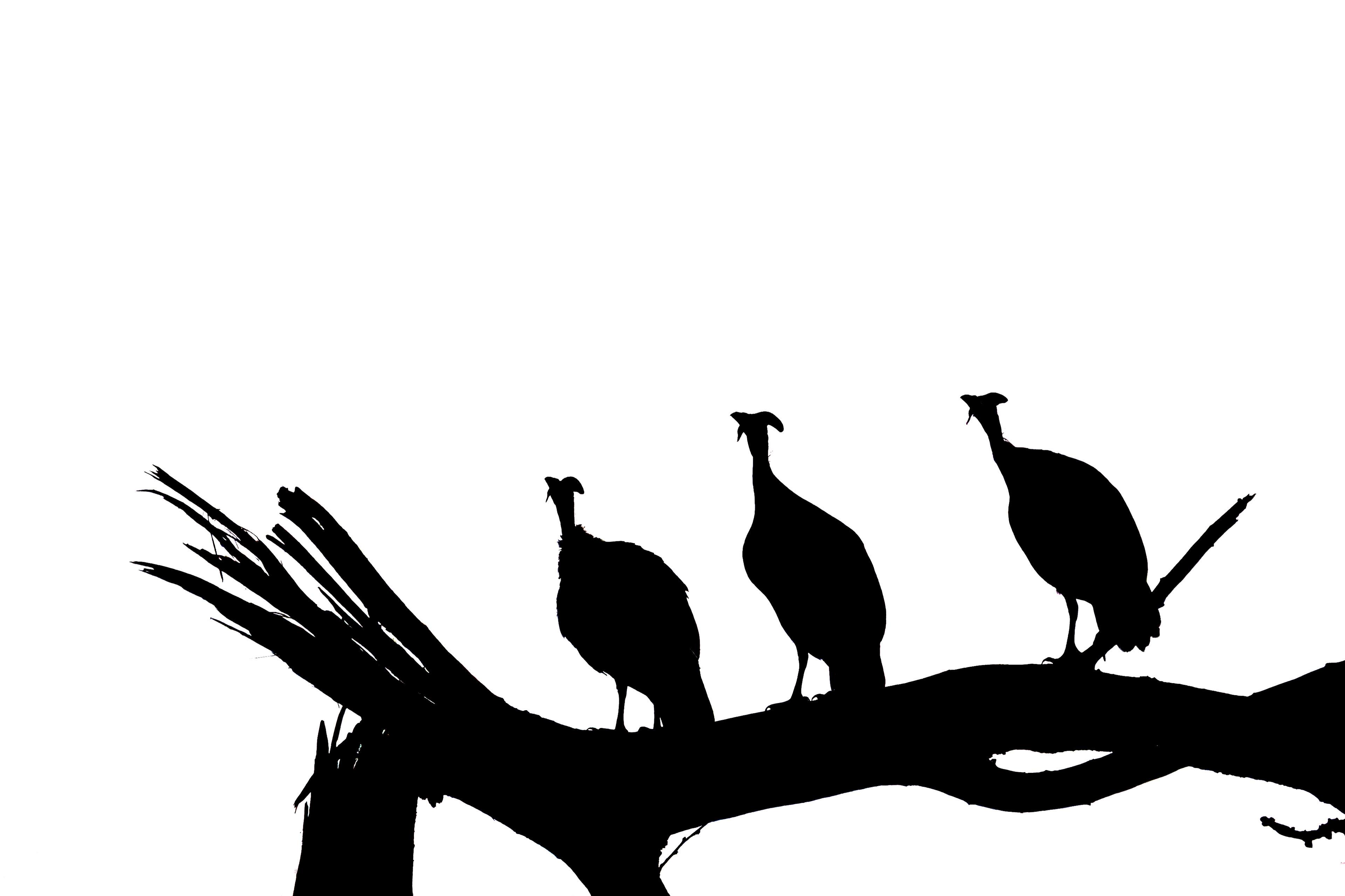 Helmeted Guineafowl