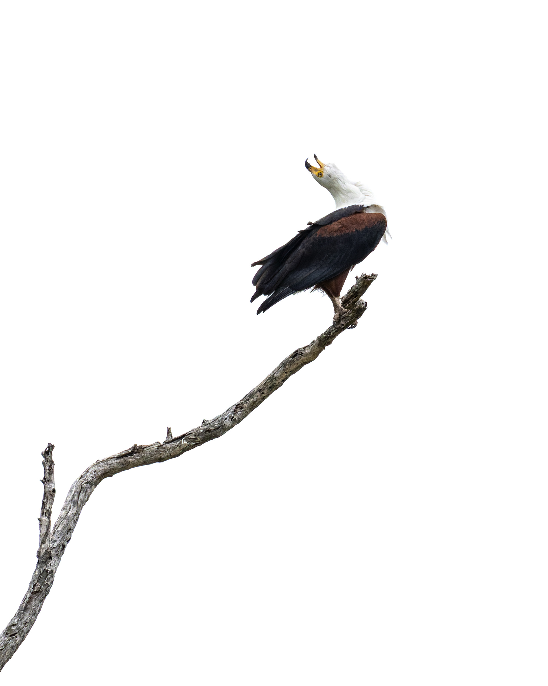African Fish Eagle
