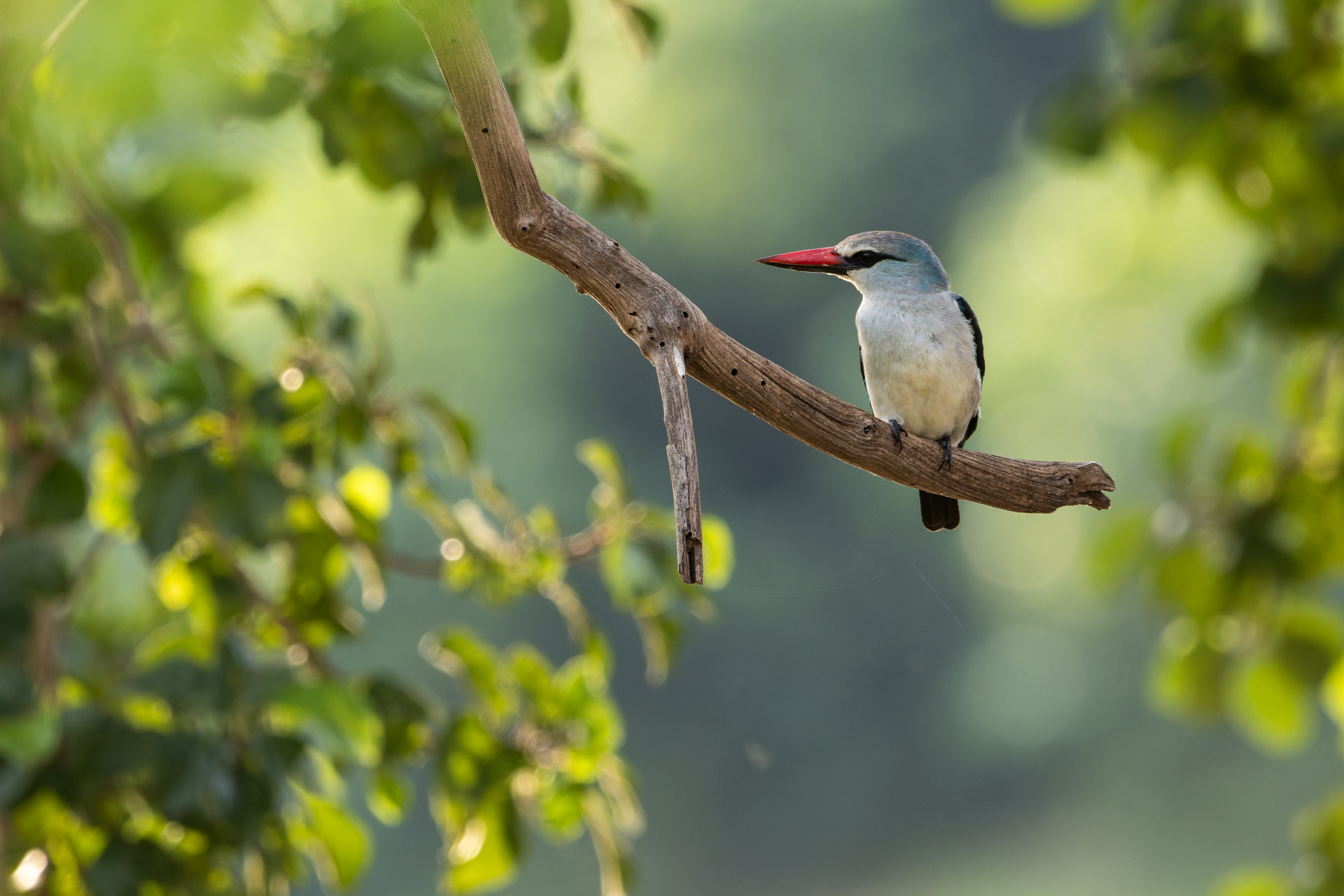 Woodland Kingfisher