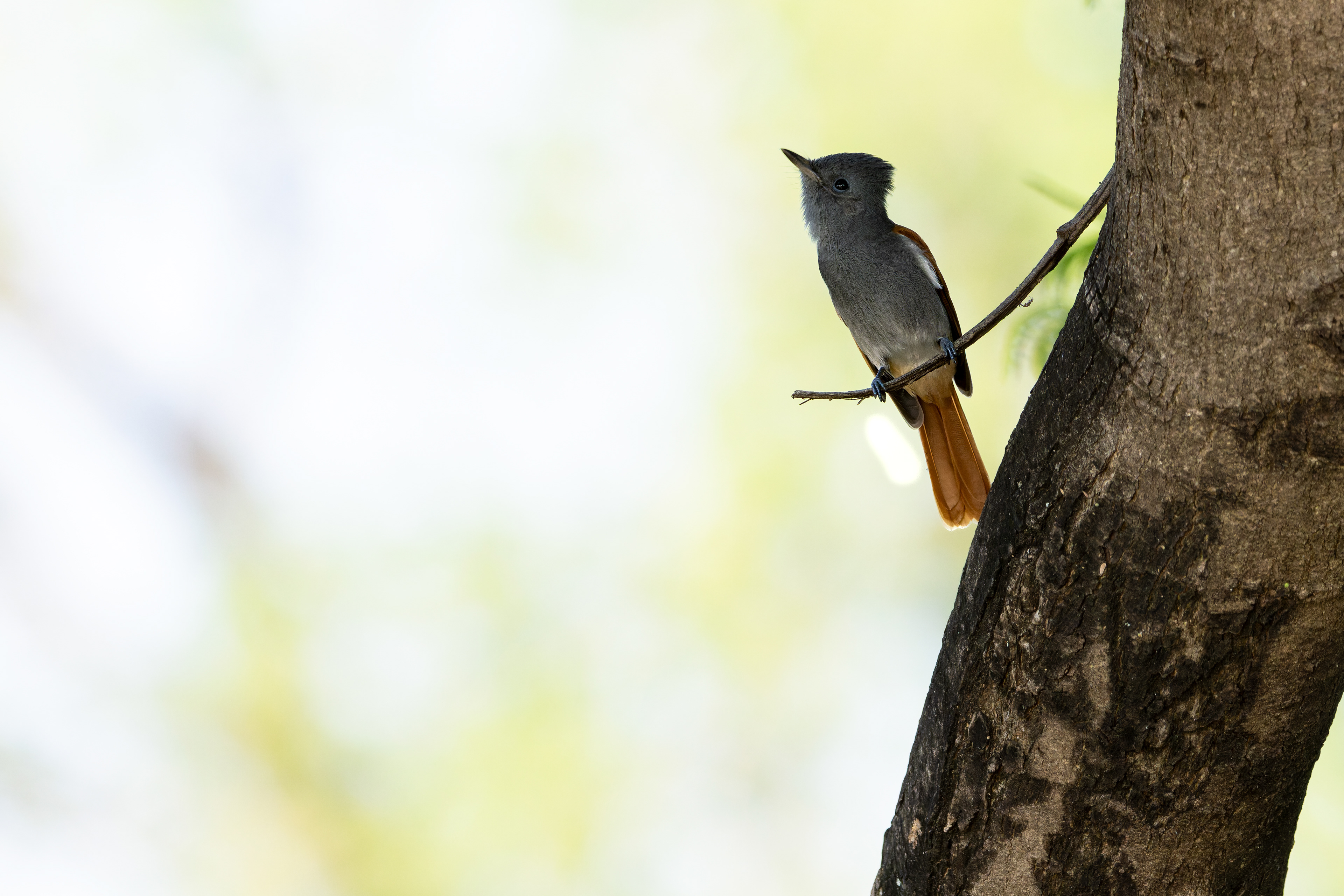 Paradise Flycatcher