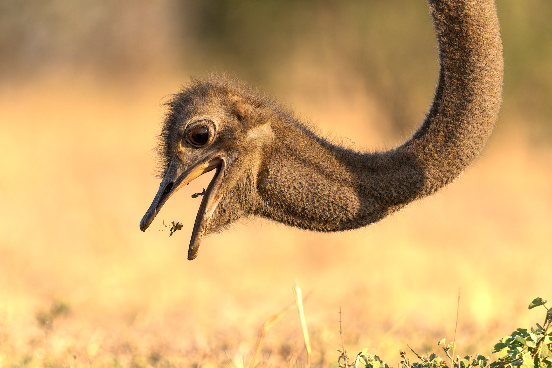 Common Ostrich