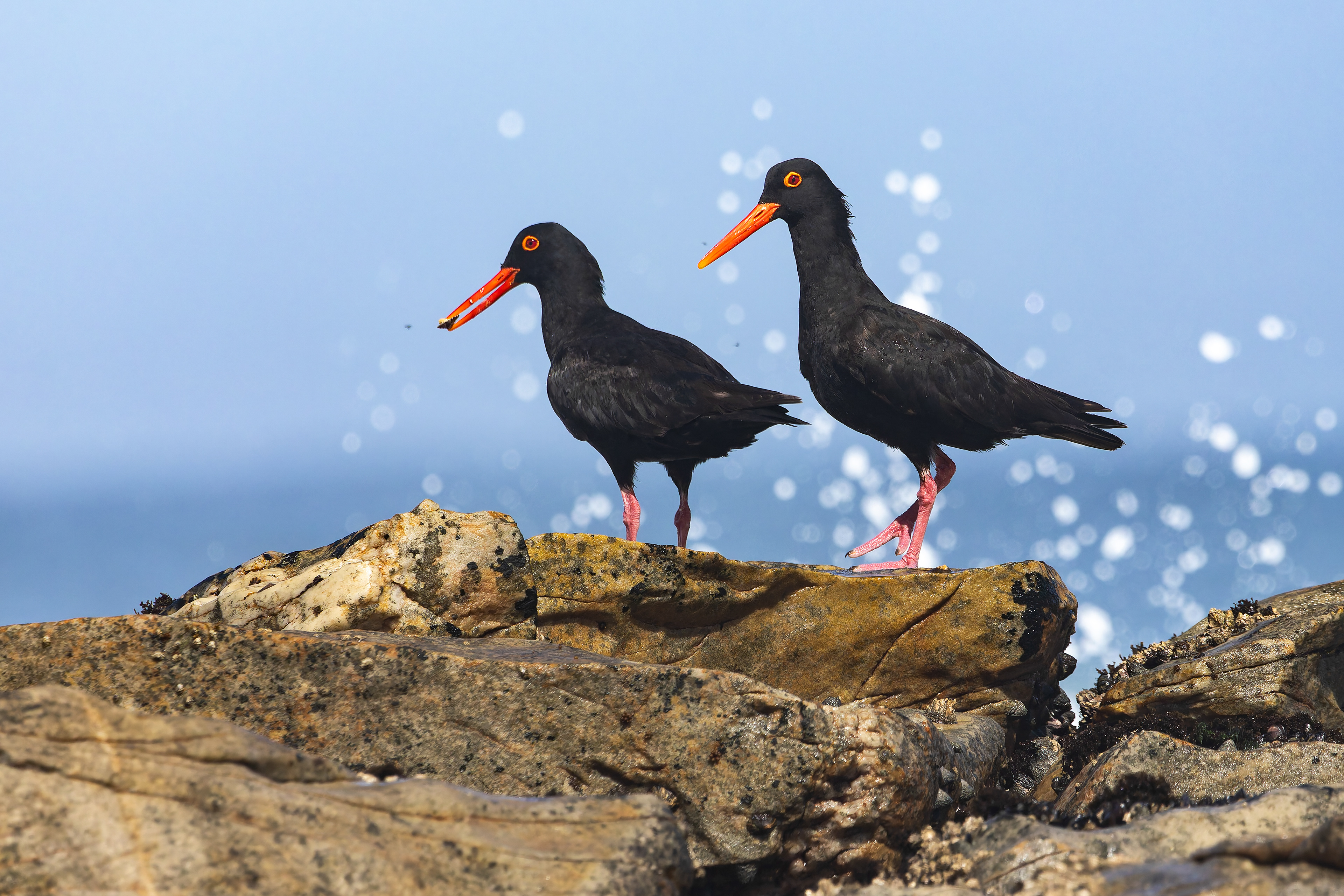 African Oystercatcher