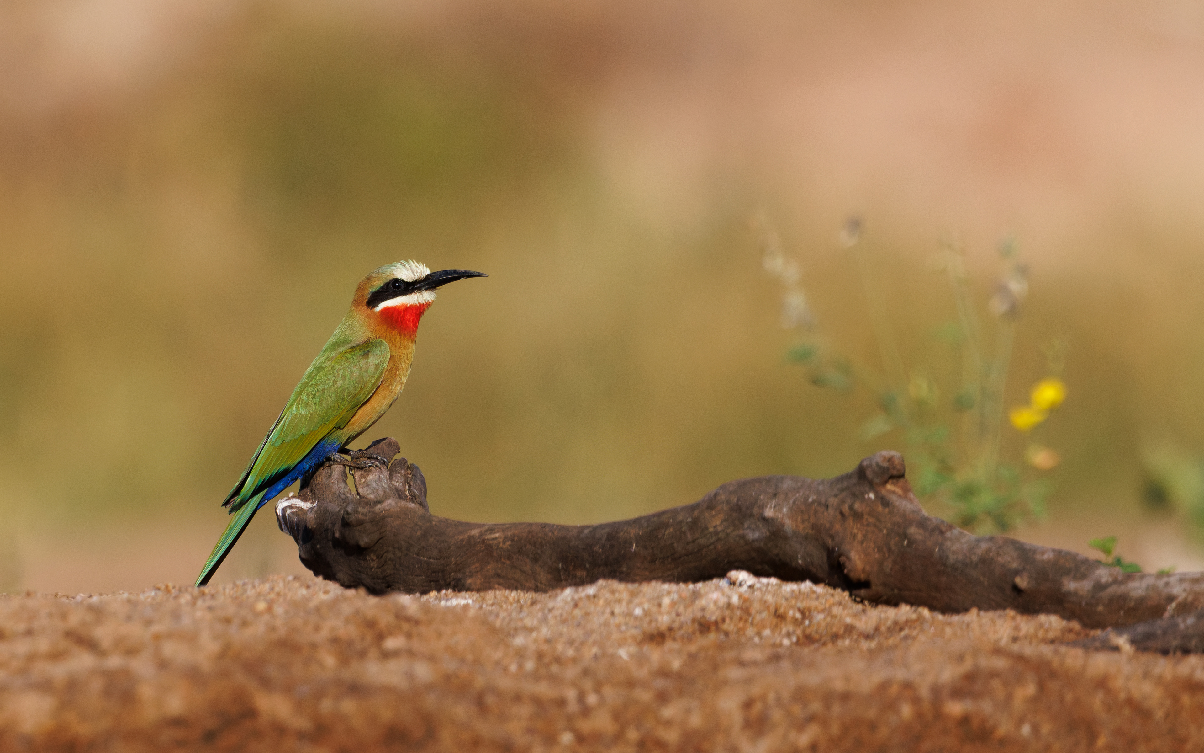 White-fronted Bee-eater