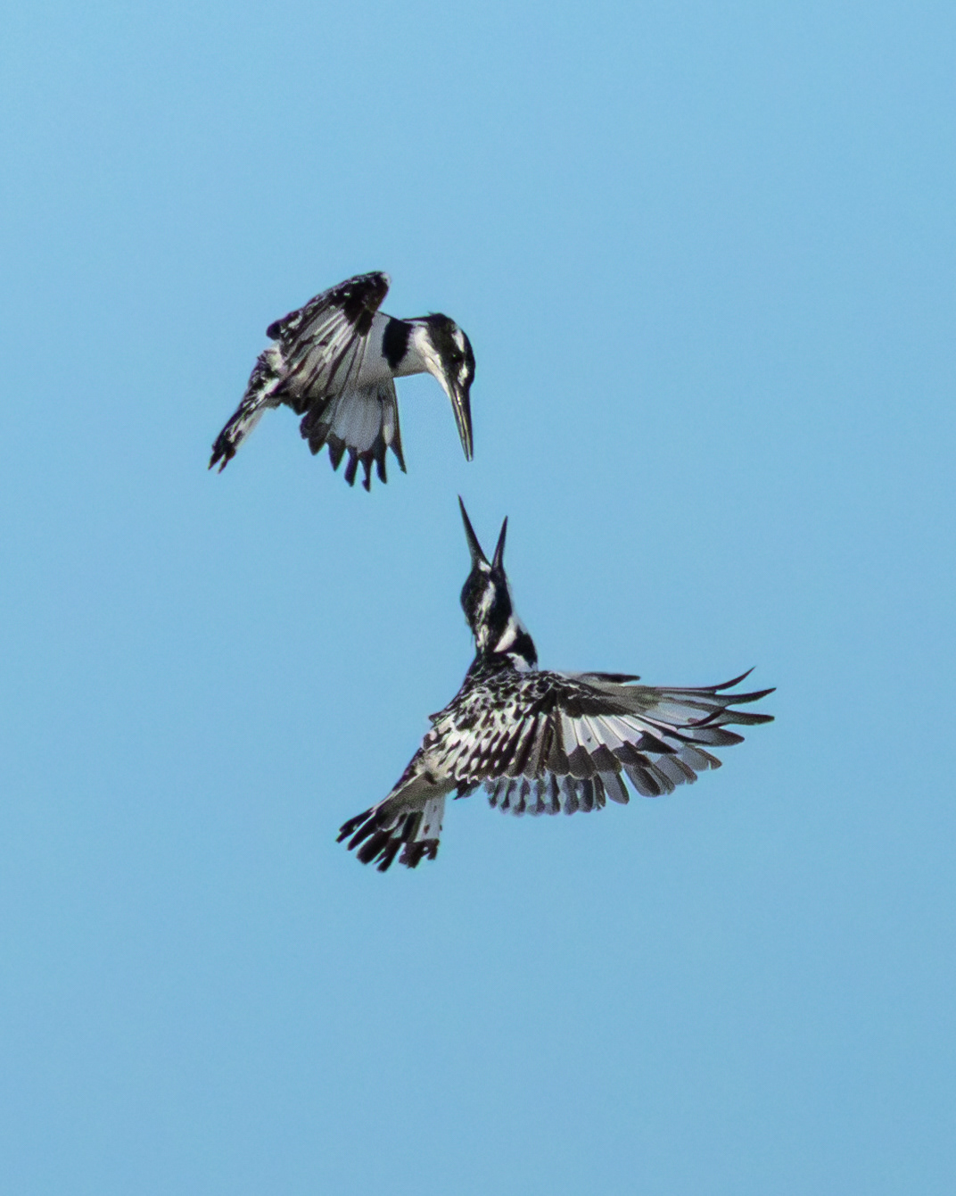 Pied Kingfisher