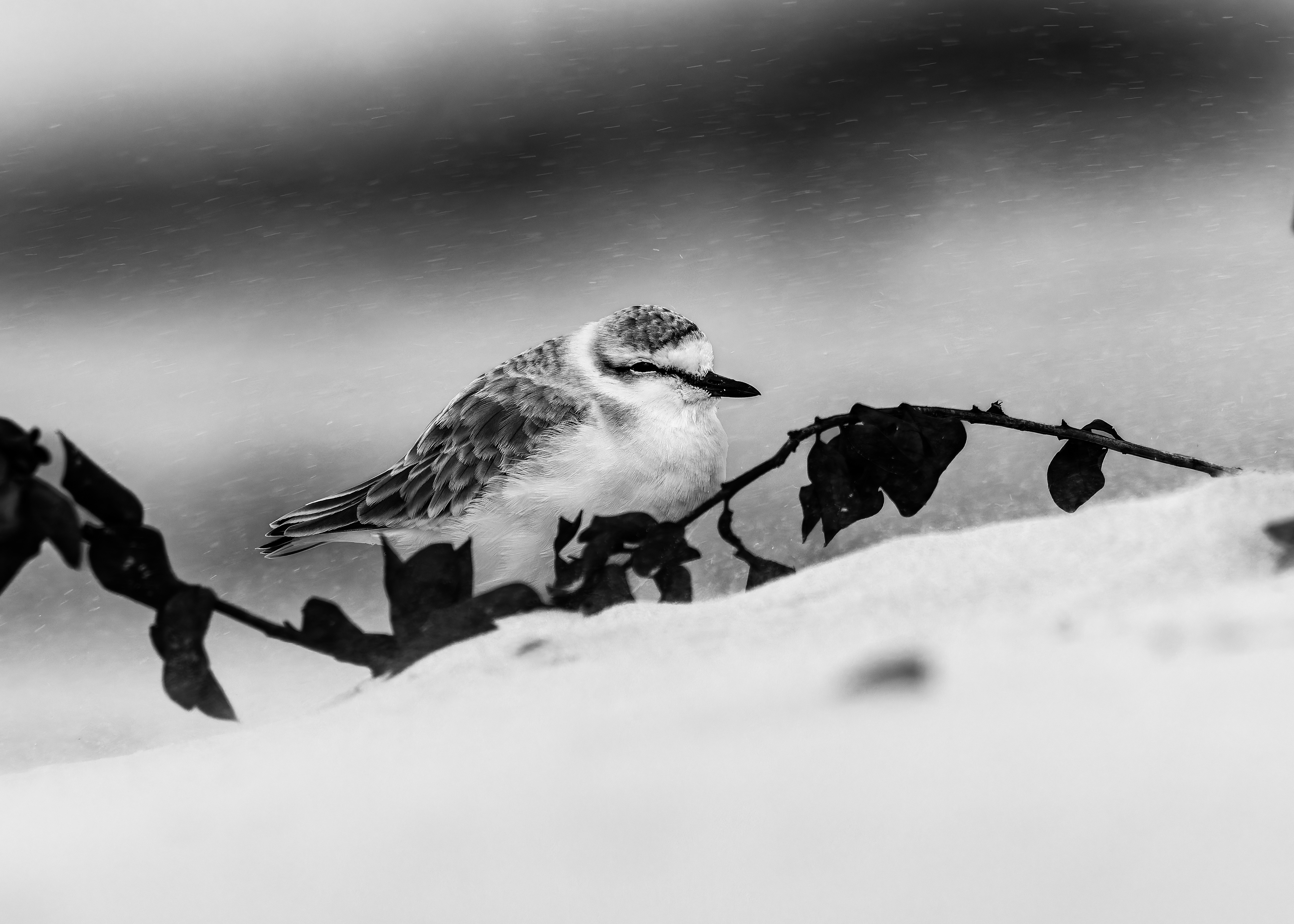 White-fronted Plover