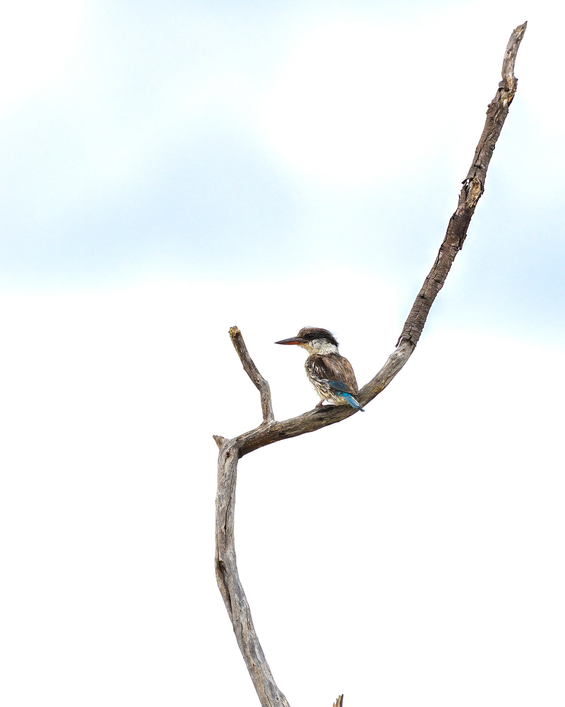 Striped Kingfisher