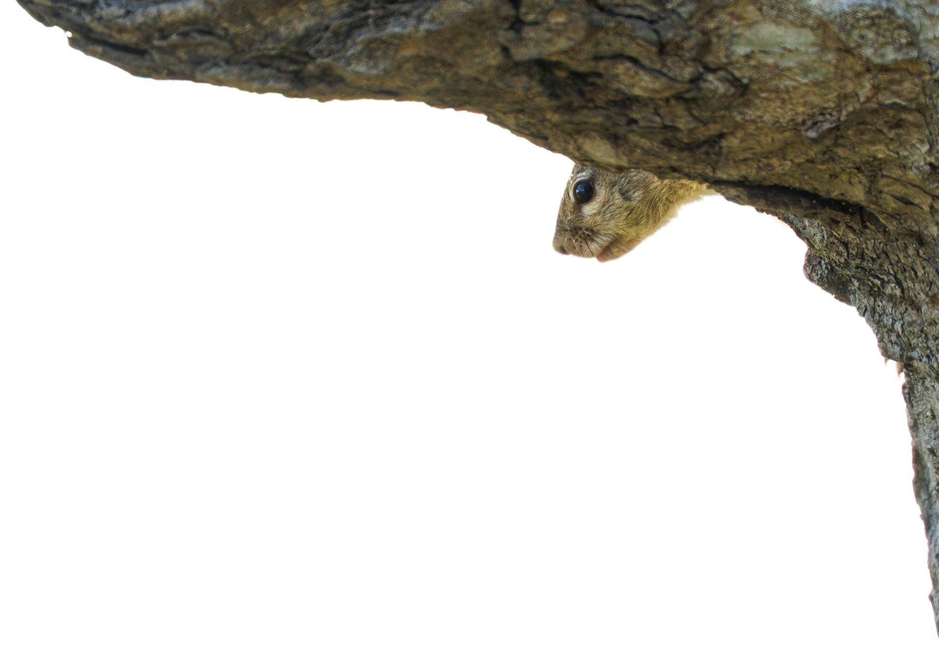 Tree Squirrel