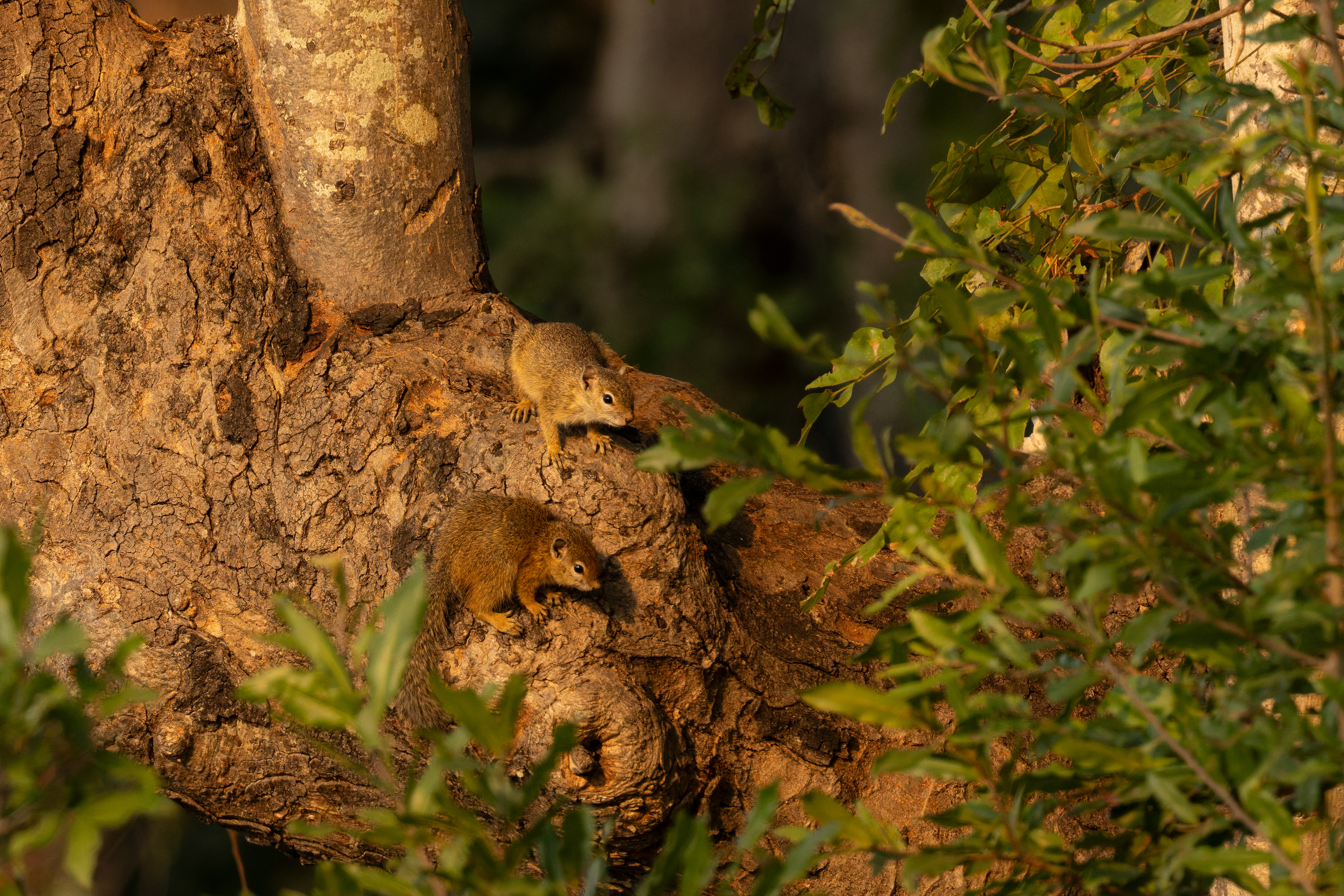 Tree Squirell