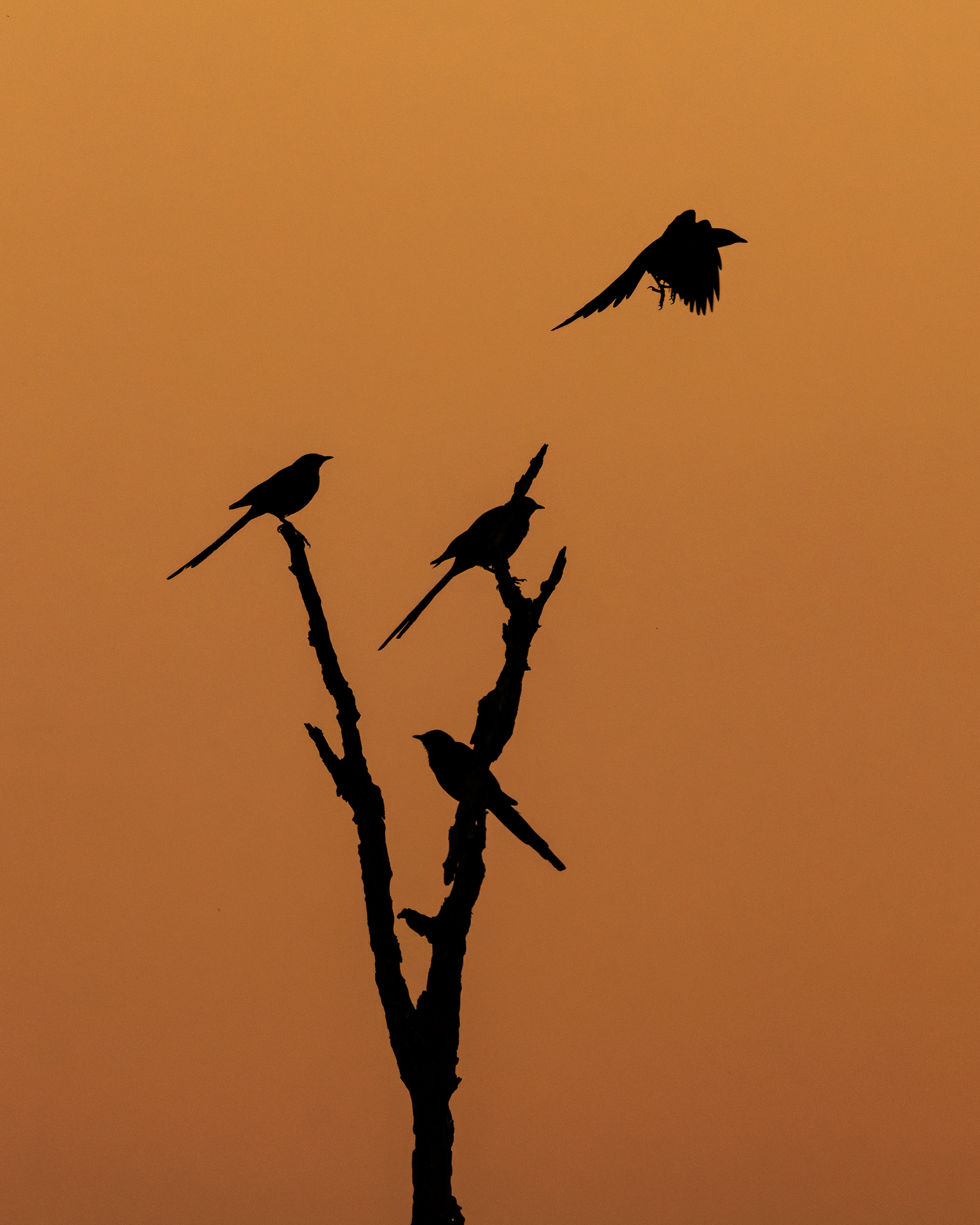 Meves's Starling