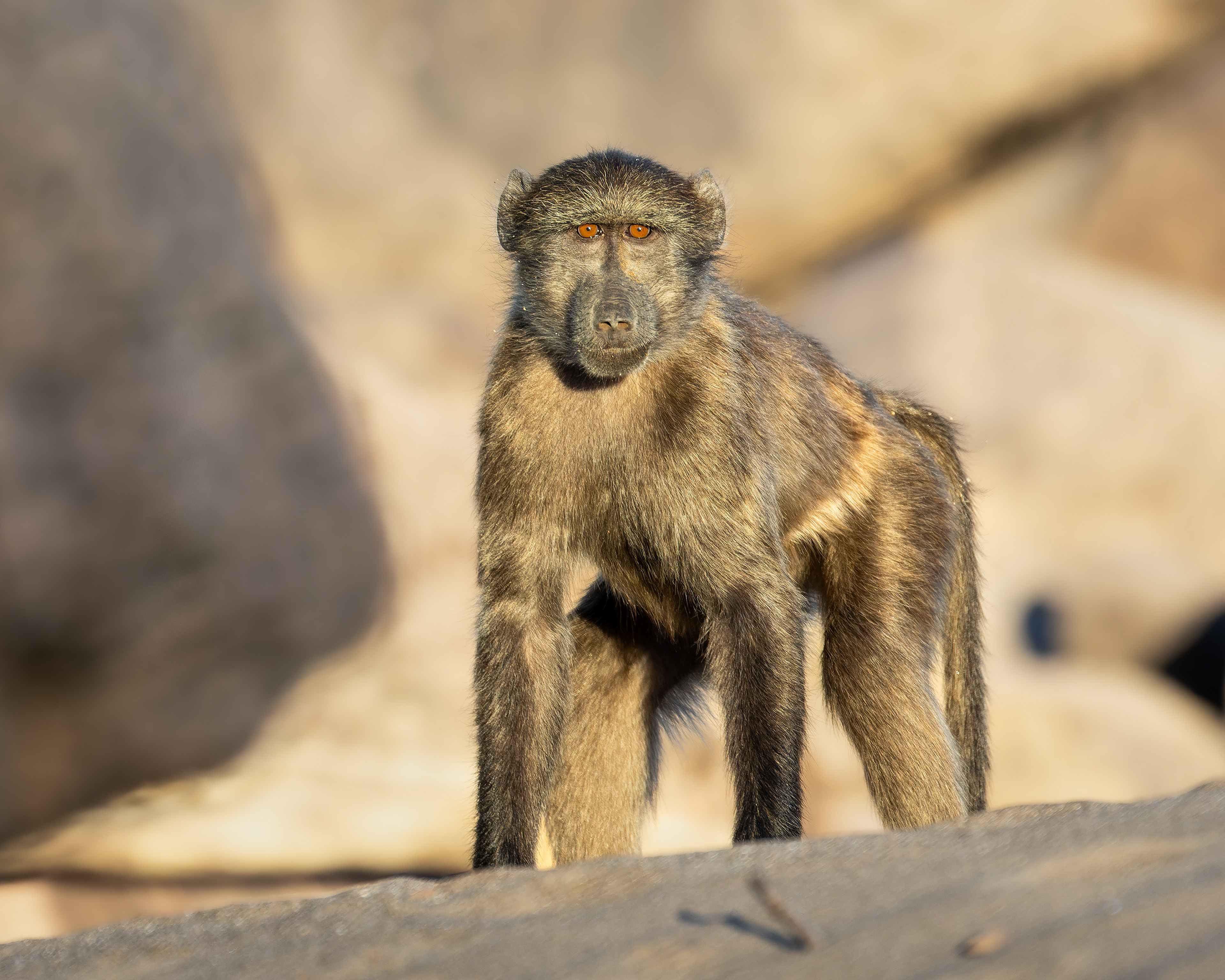 Chacma Baboon