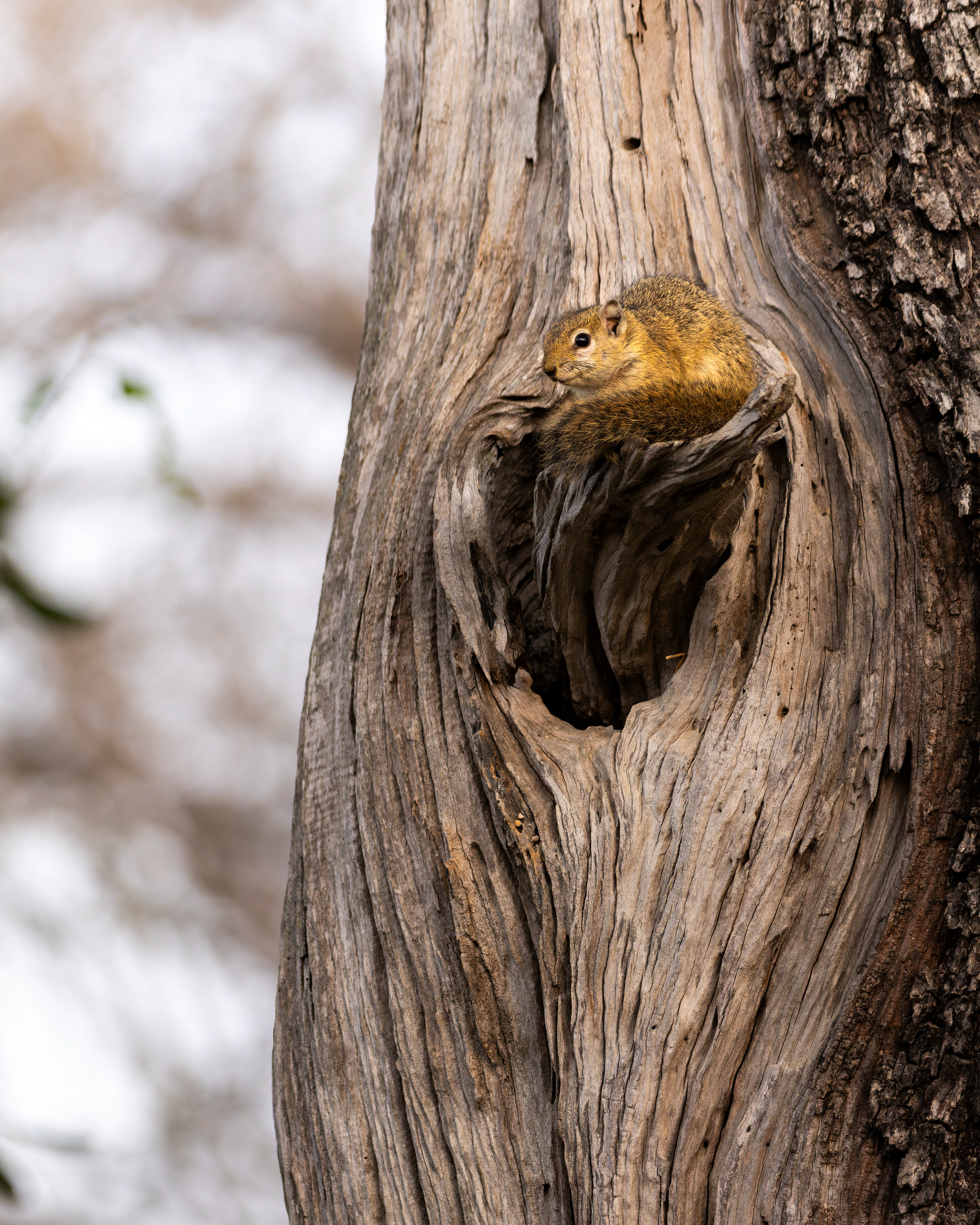 Tree Squirrel