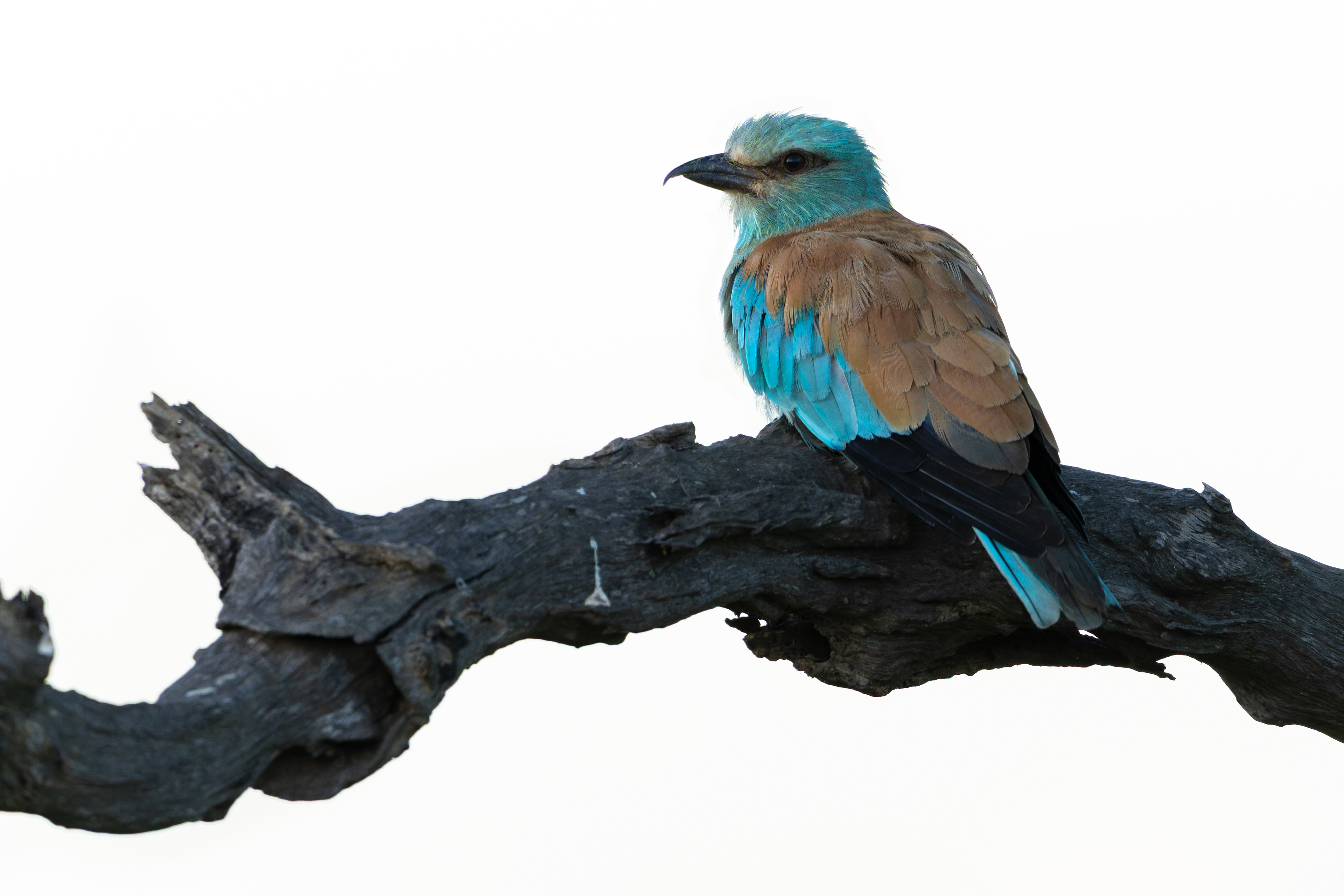 European Roller