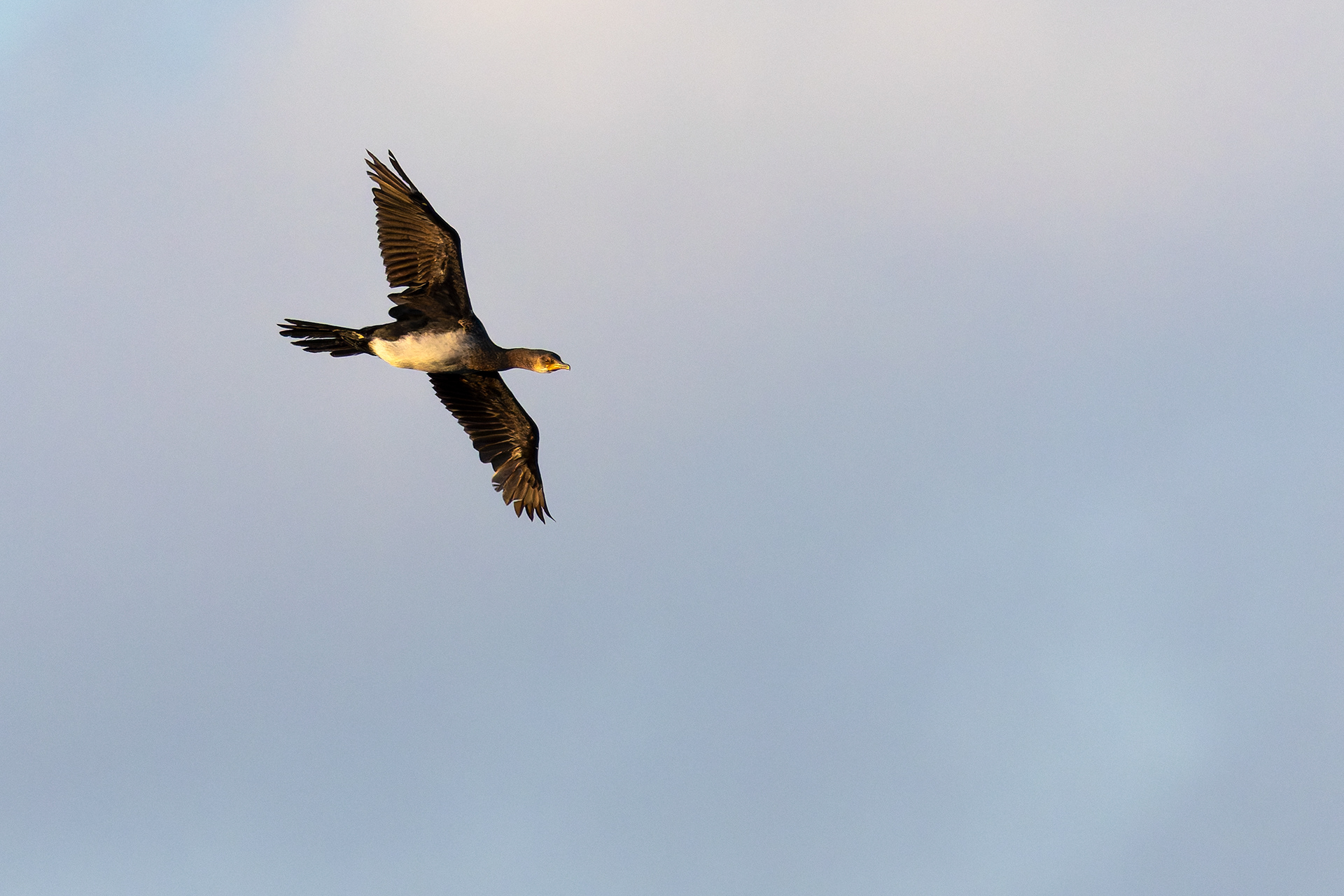 Reed Cormorant