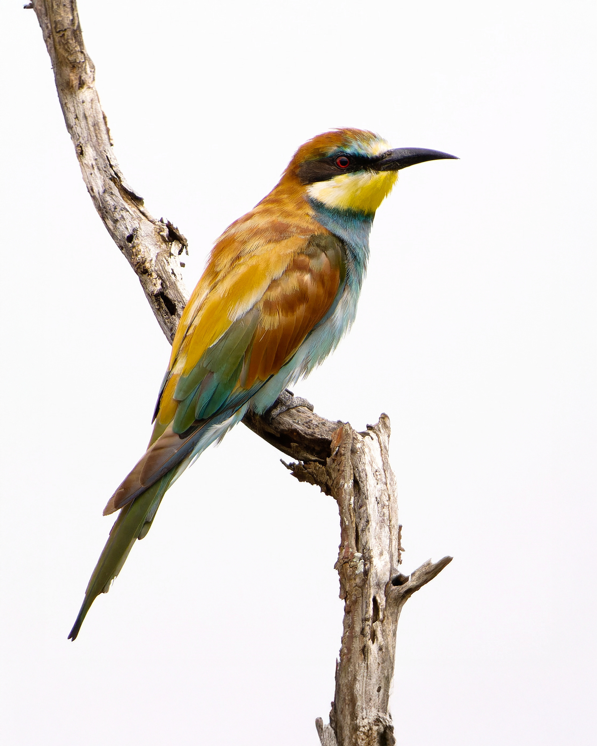 European Bee-eater