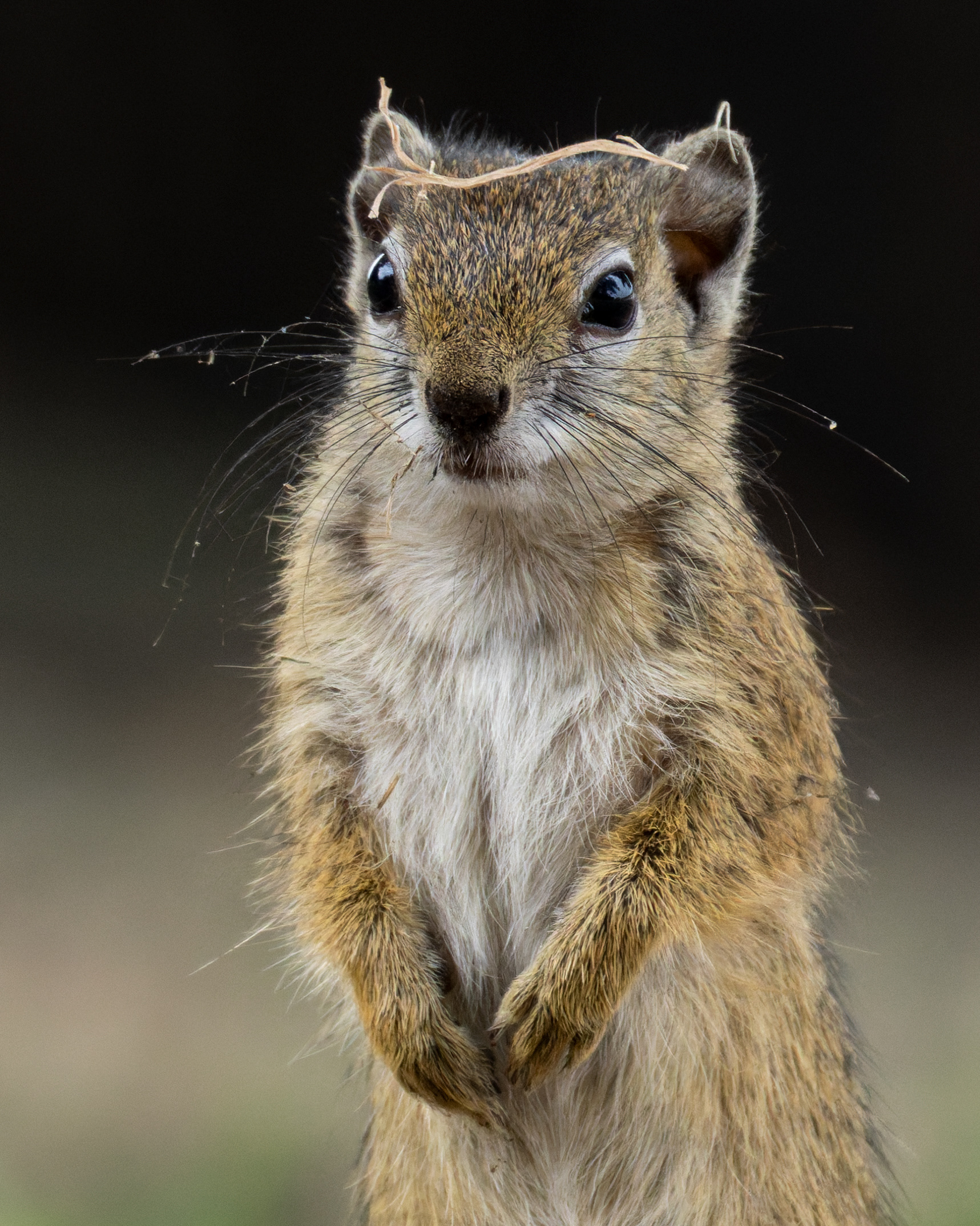 Tree Squirrel