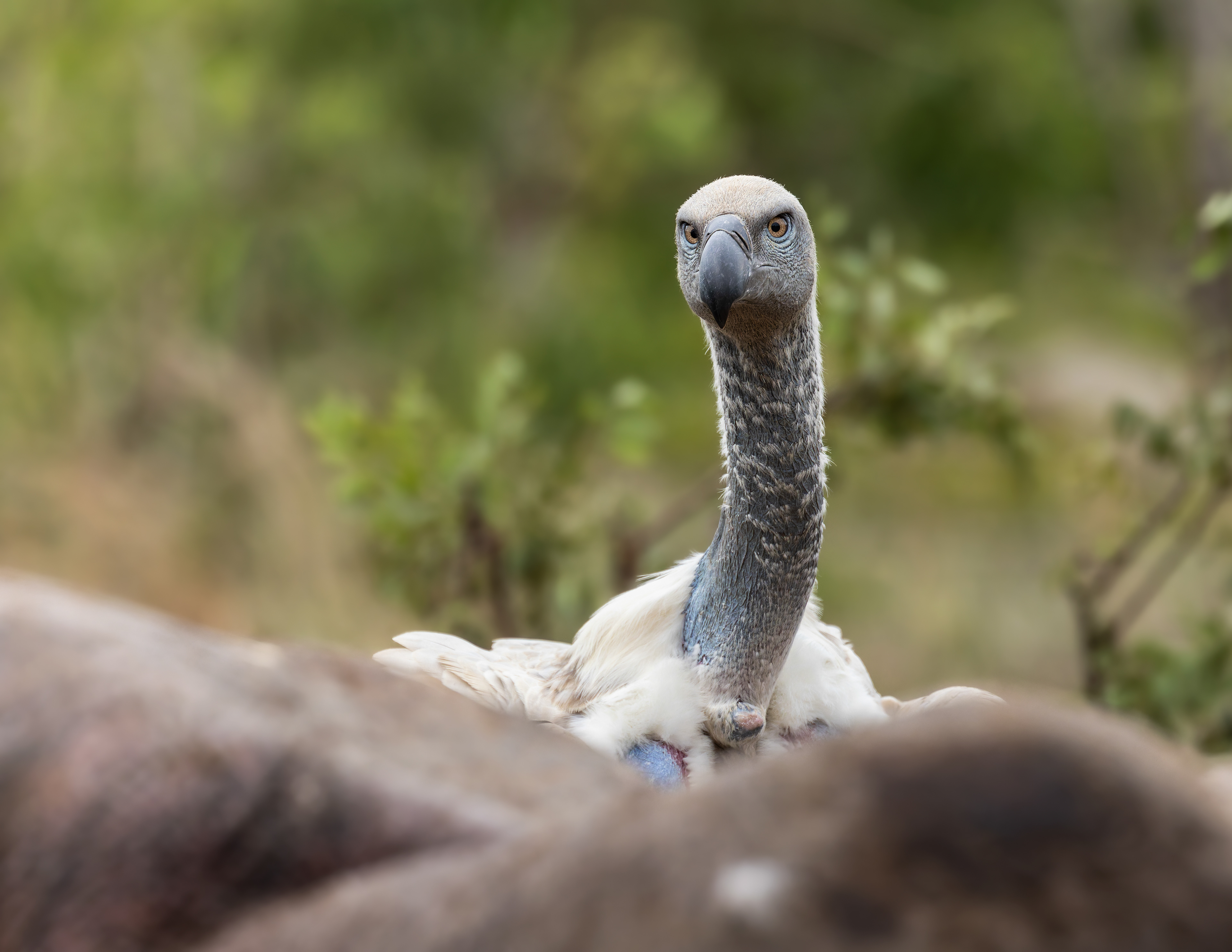 Cape Vulture