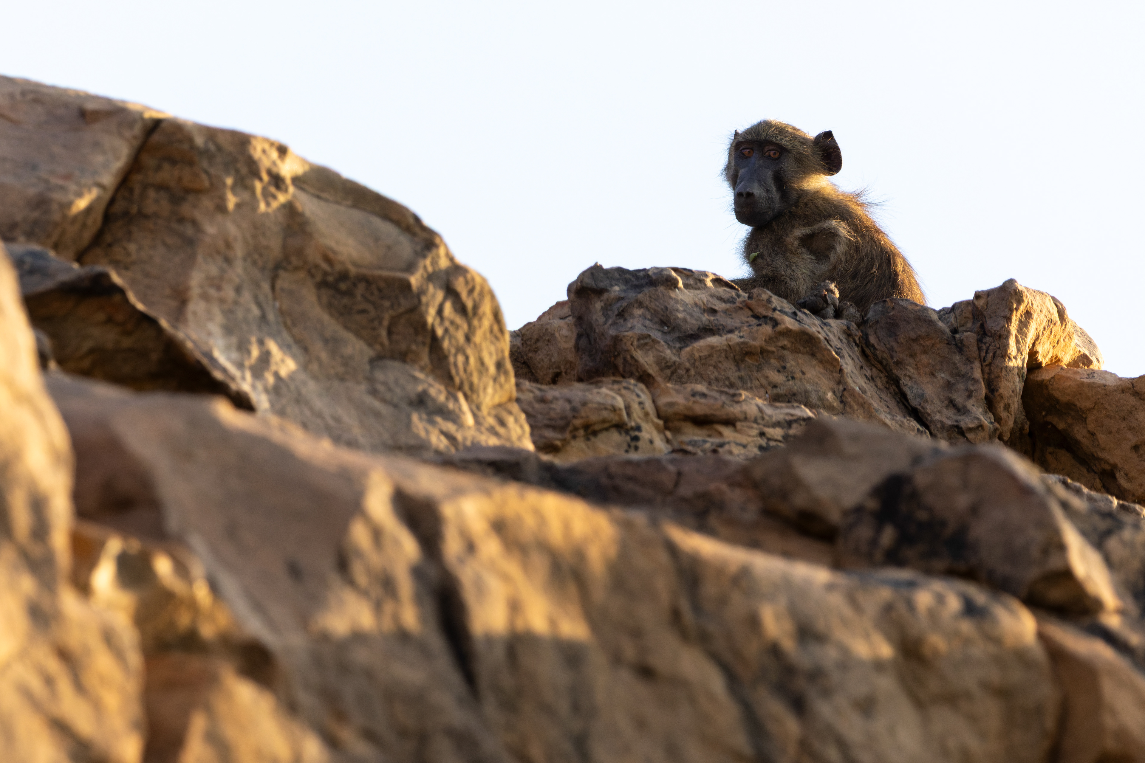 Chacma Baboon