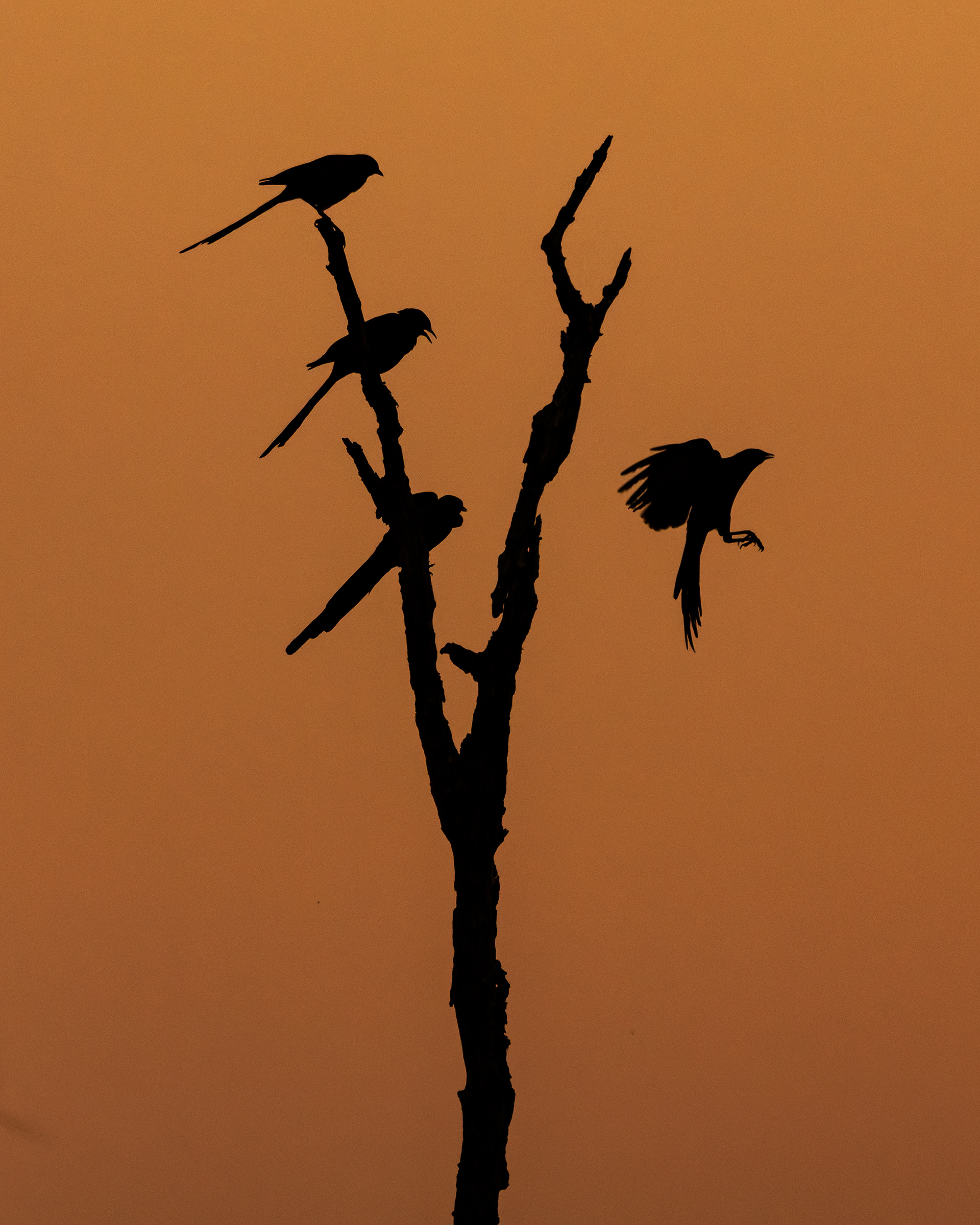 Meves's Starling