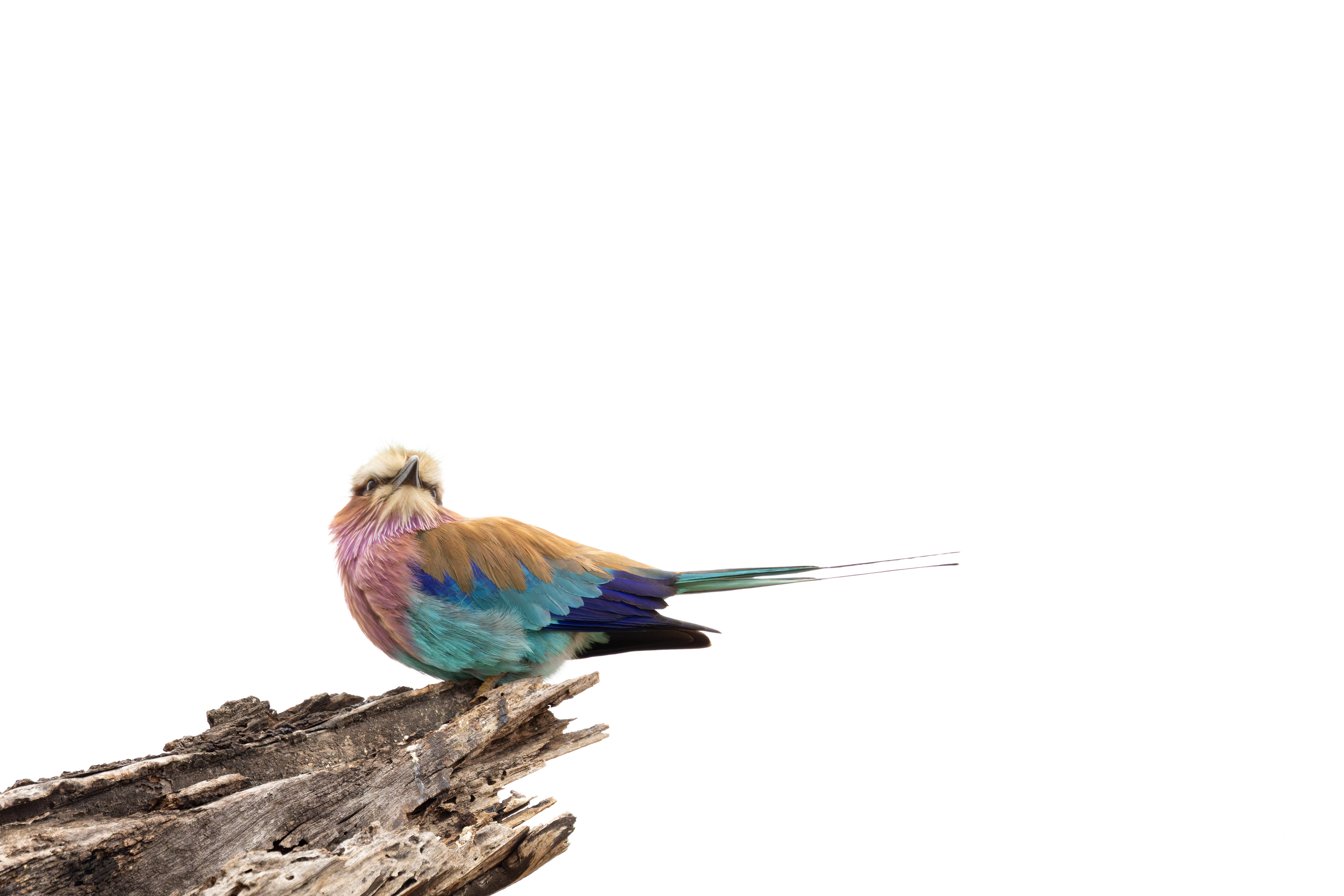 Lilac-breasted Roller