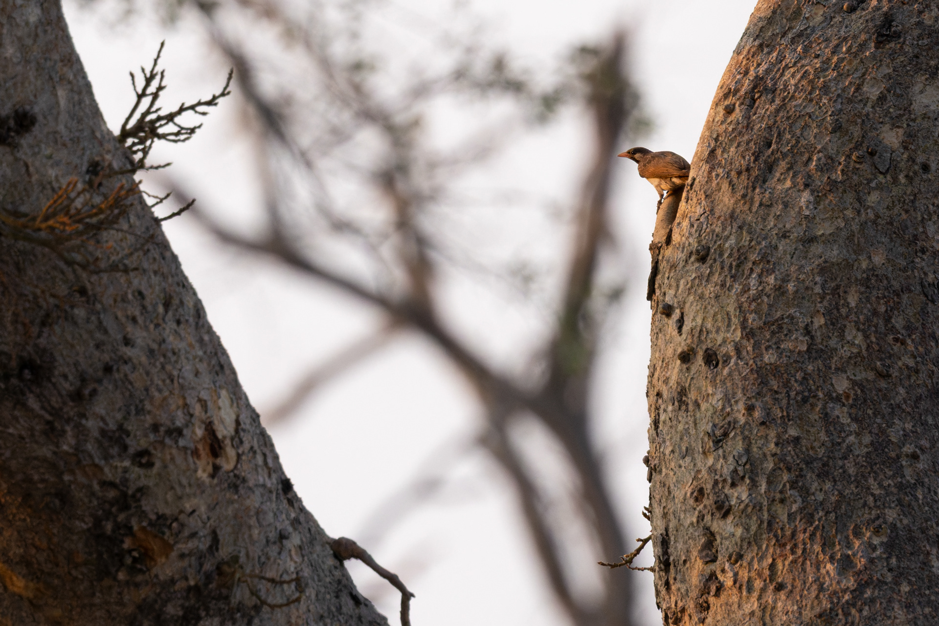 Greater Honeyguide