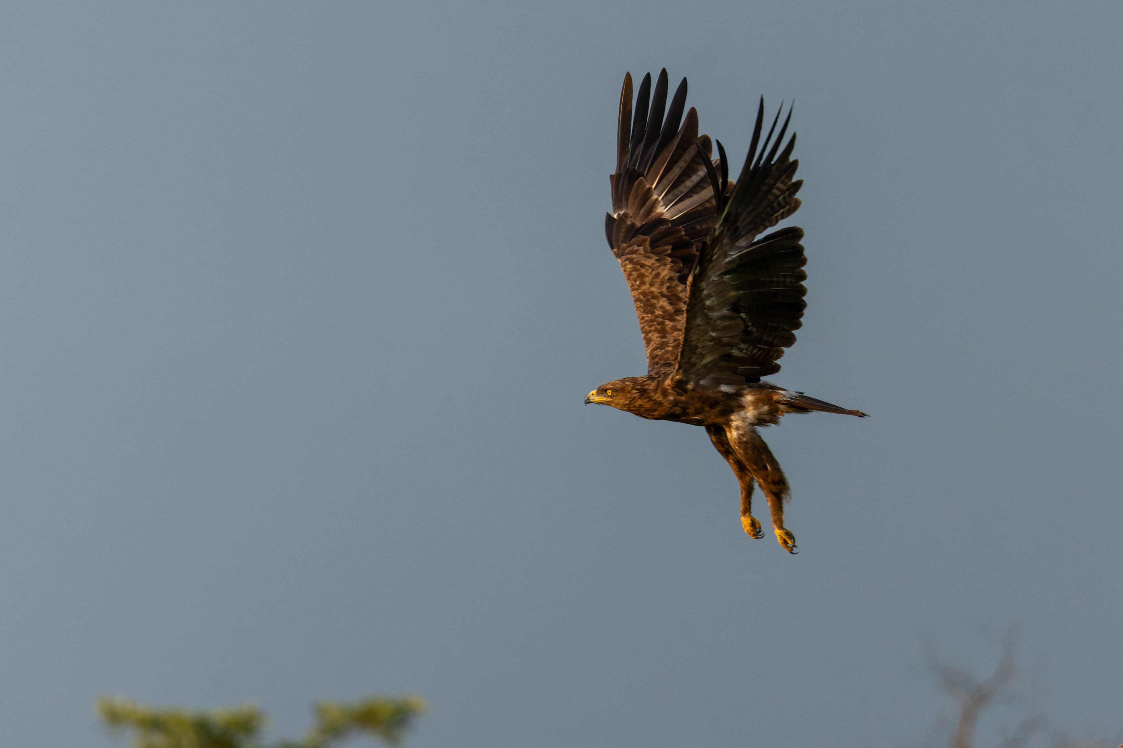Lesser-spotted Eagle