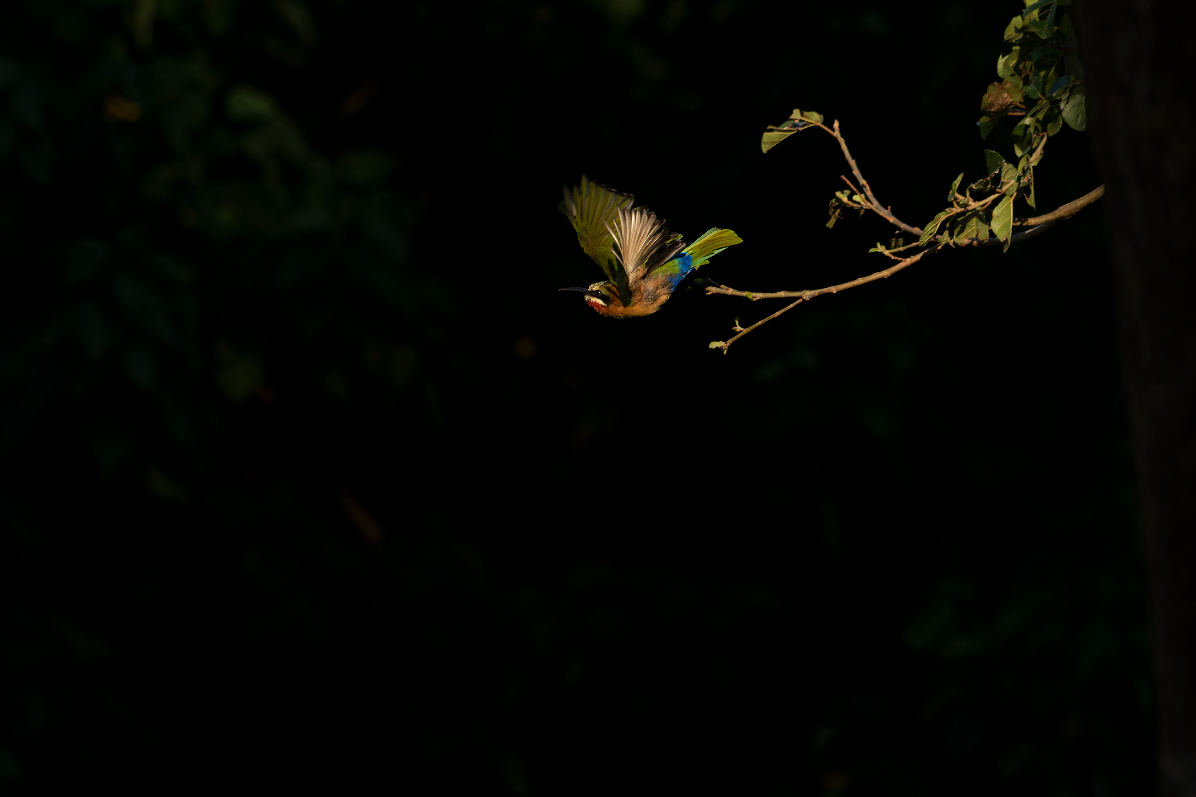 White-fronted Bee-eater