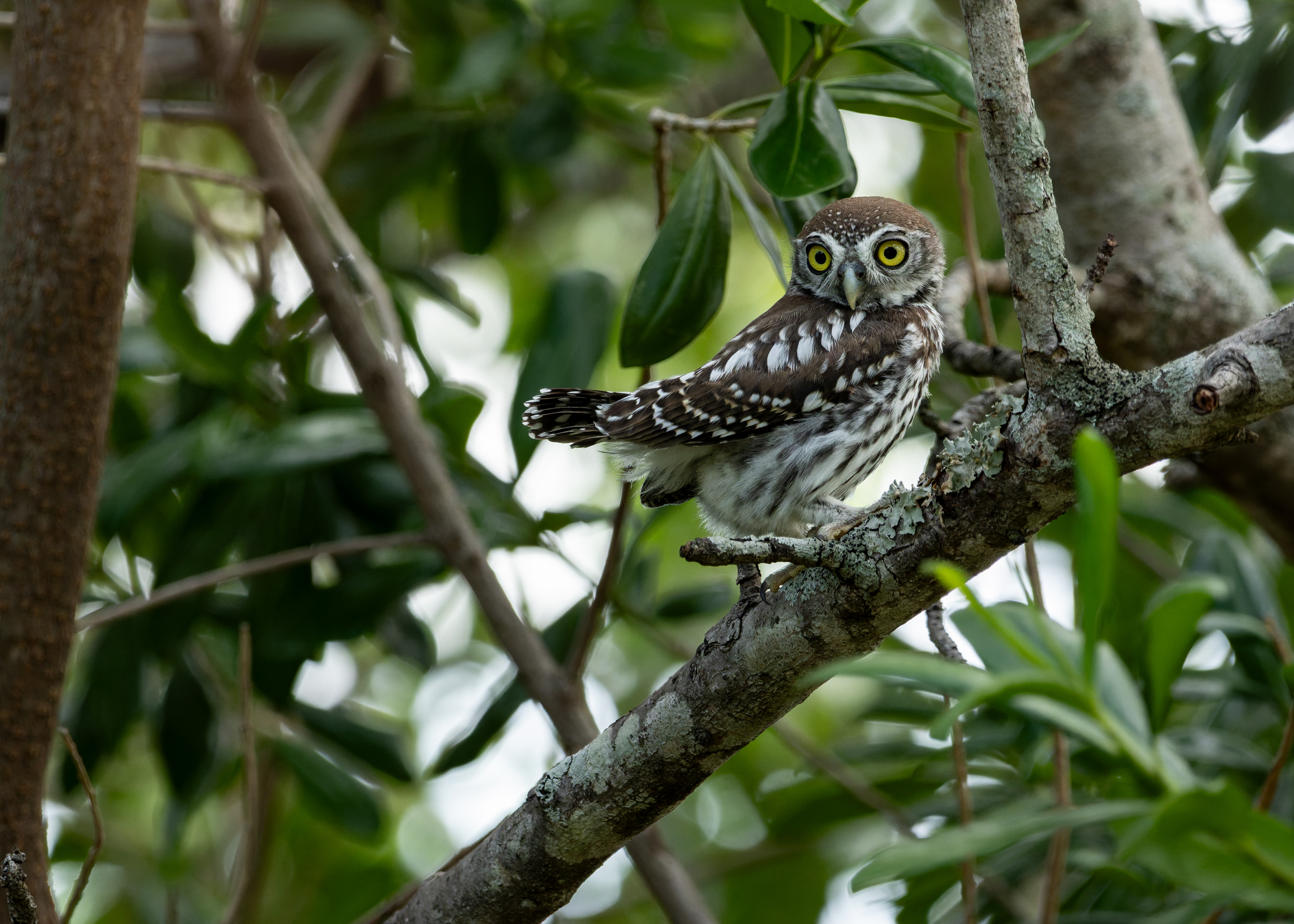 Pearl-spotted Owl