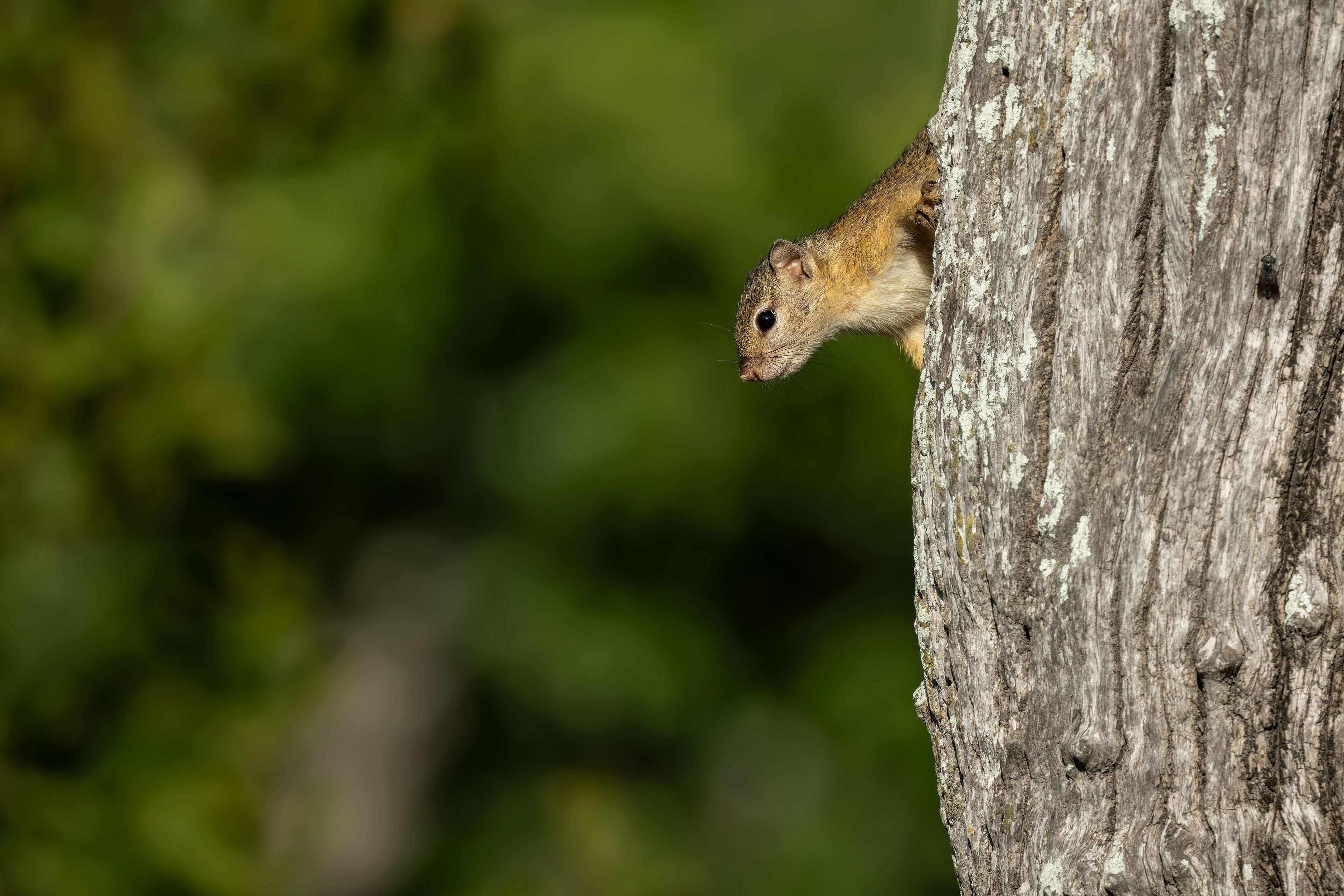 Tree Squirell
