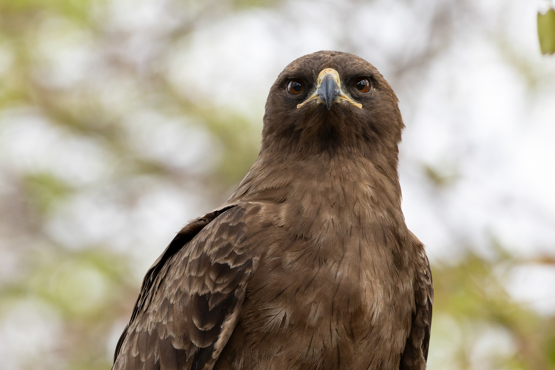 Wahlberg's eagle