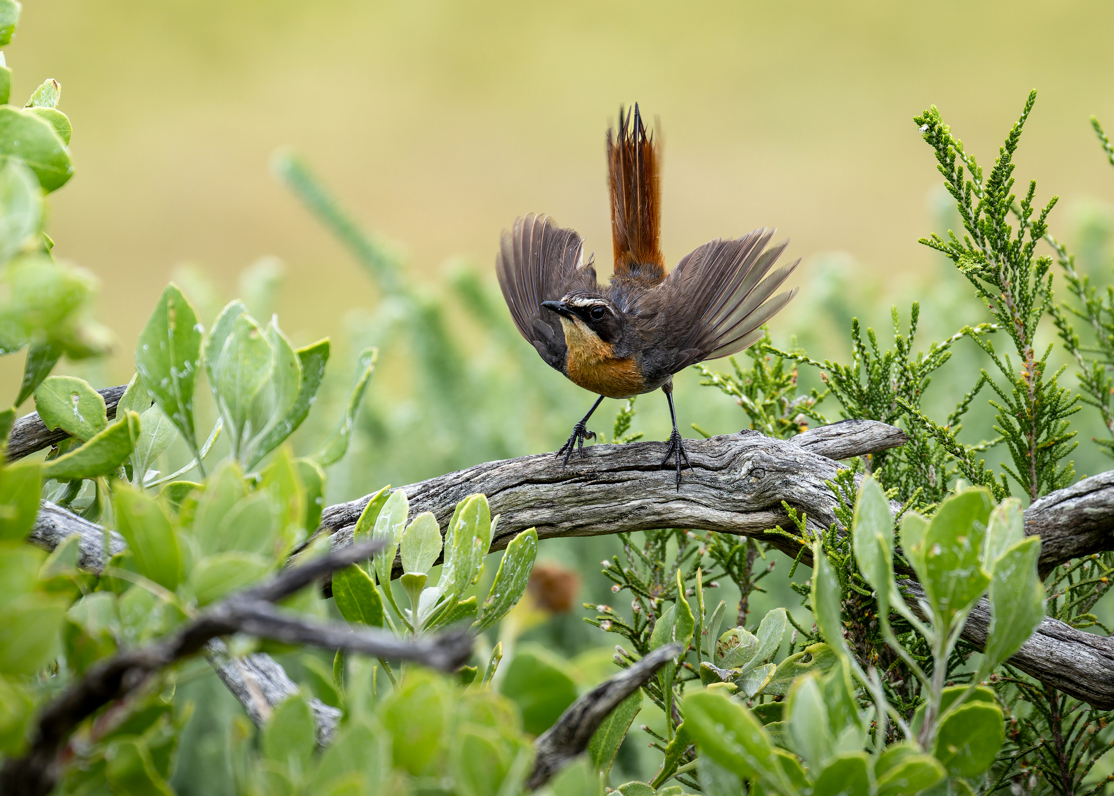 Cape Robin-chat