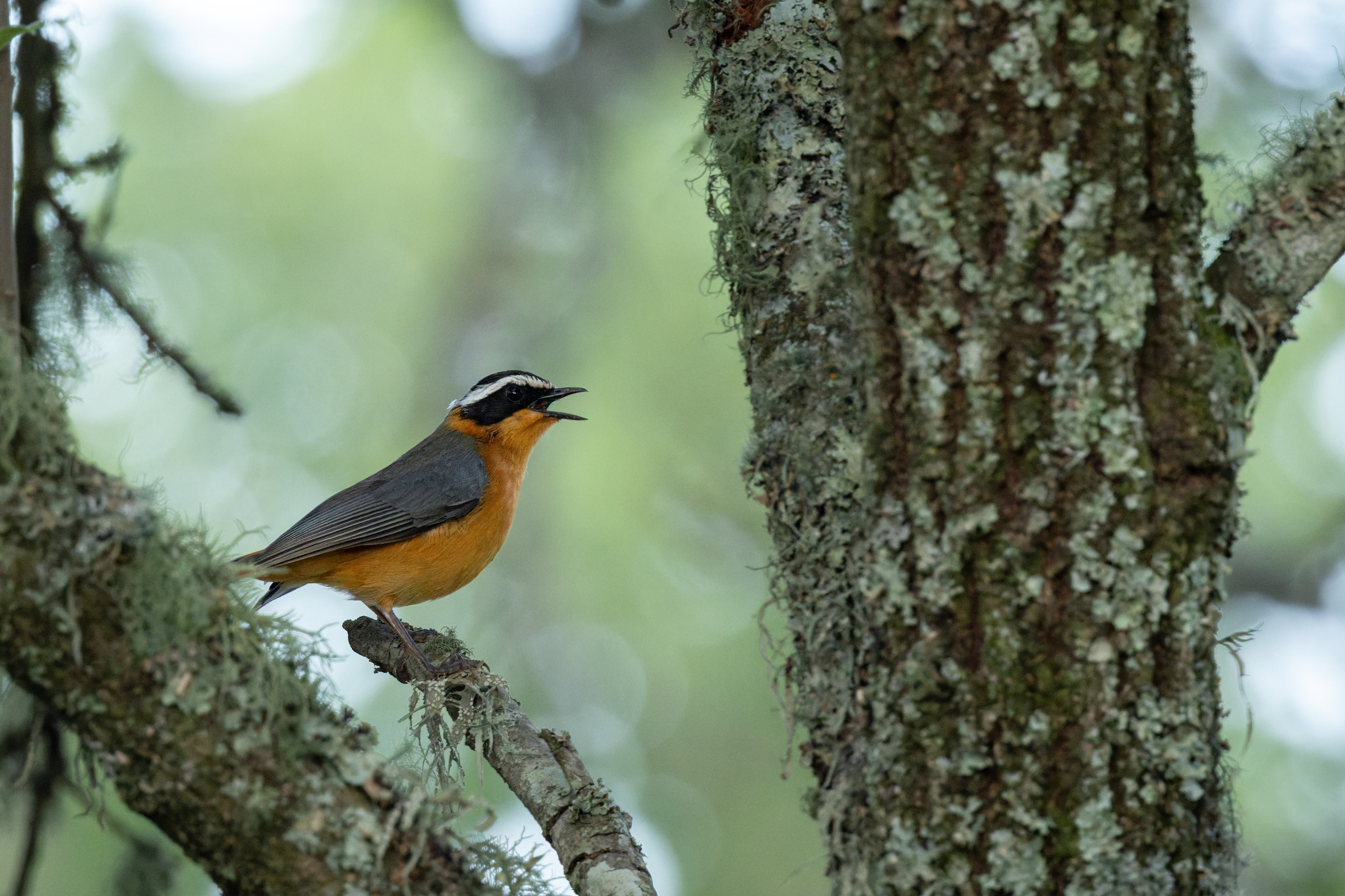 White-browed Robin-chat