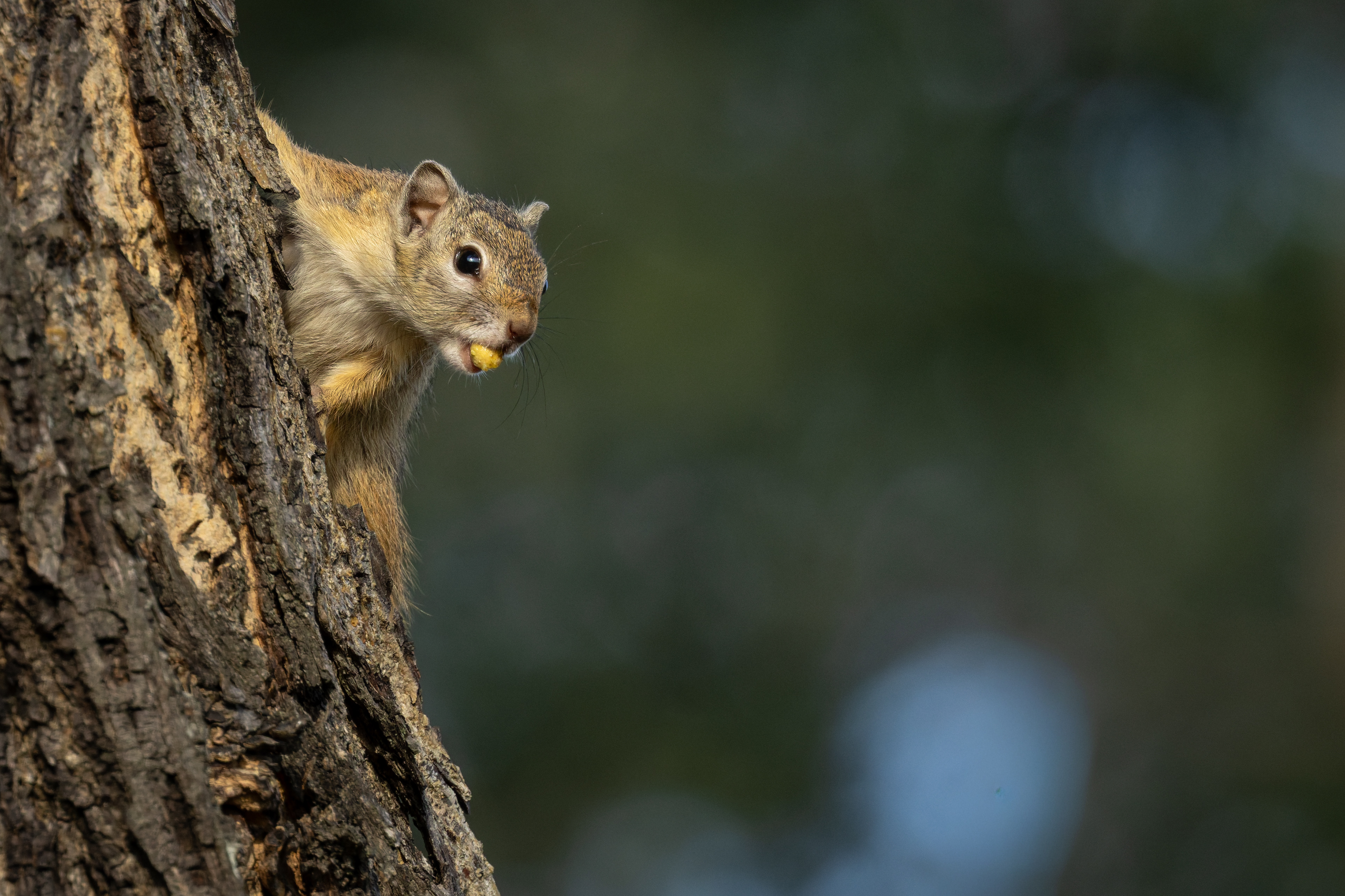 Tree Squirrel