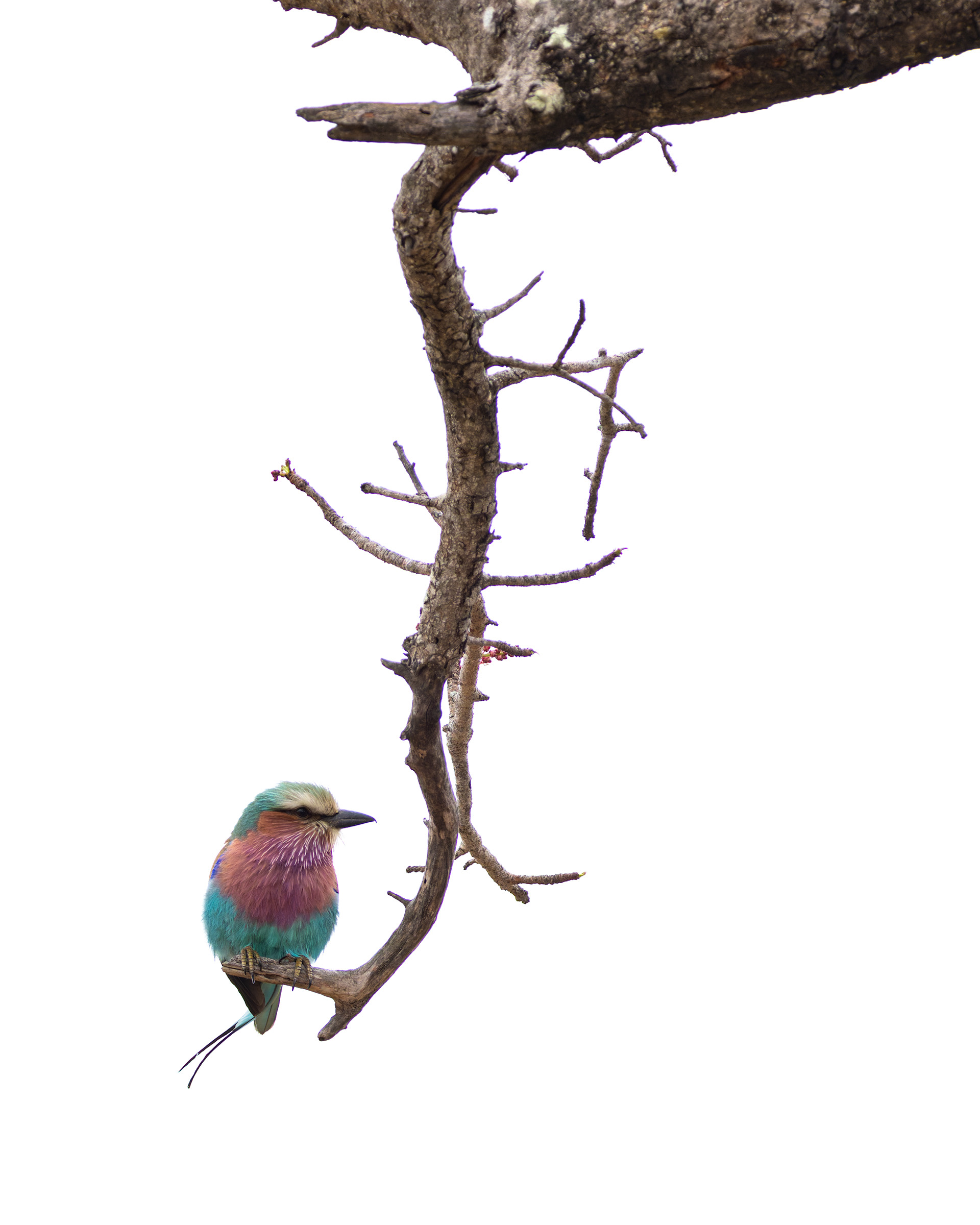 Lilac-breasted Roller