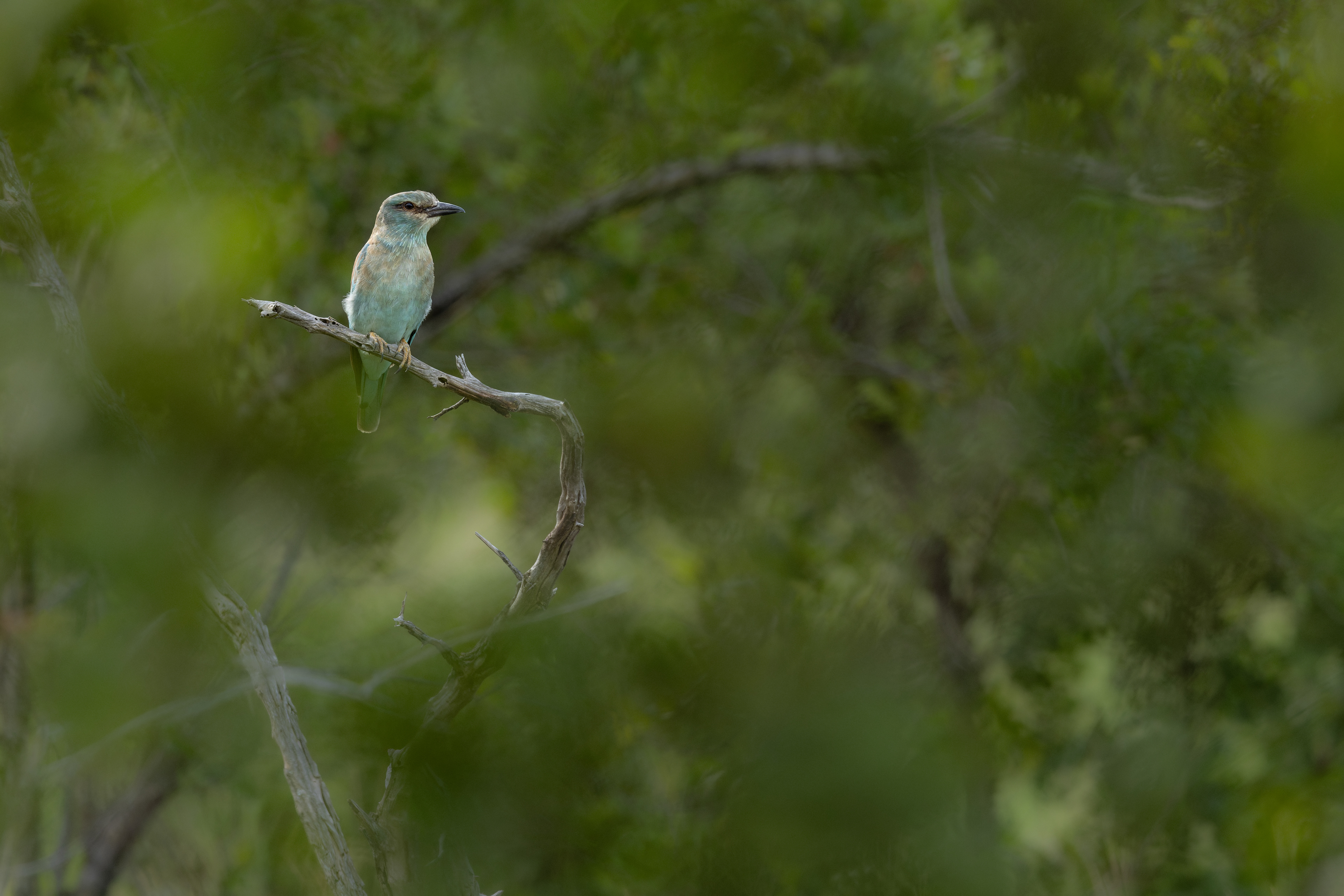 European Roller
