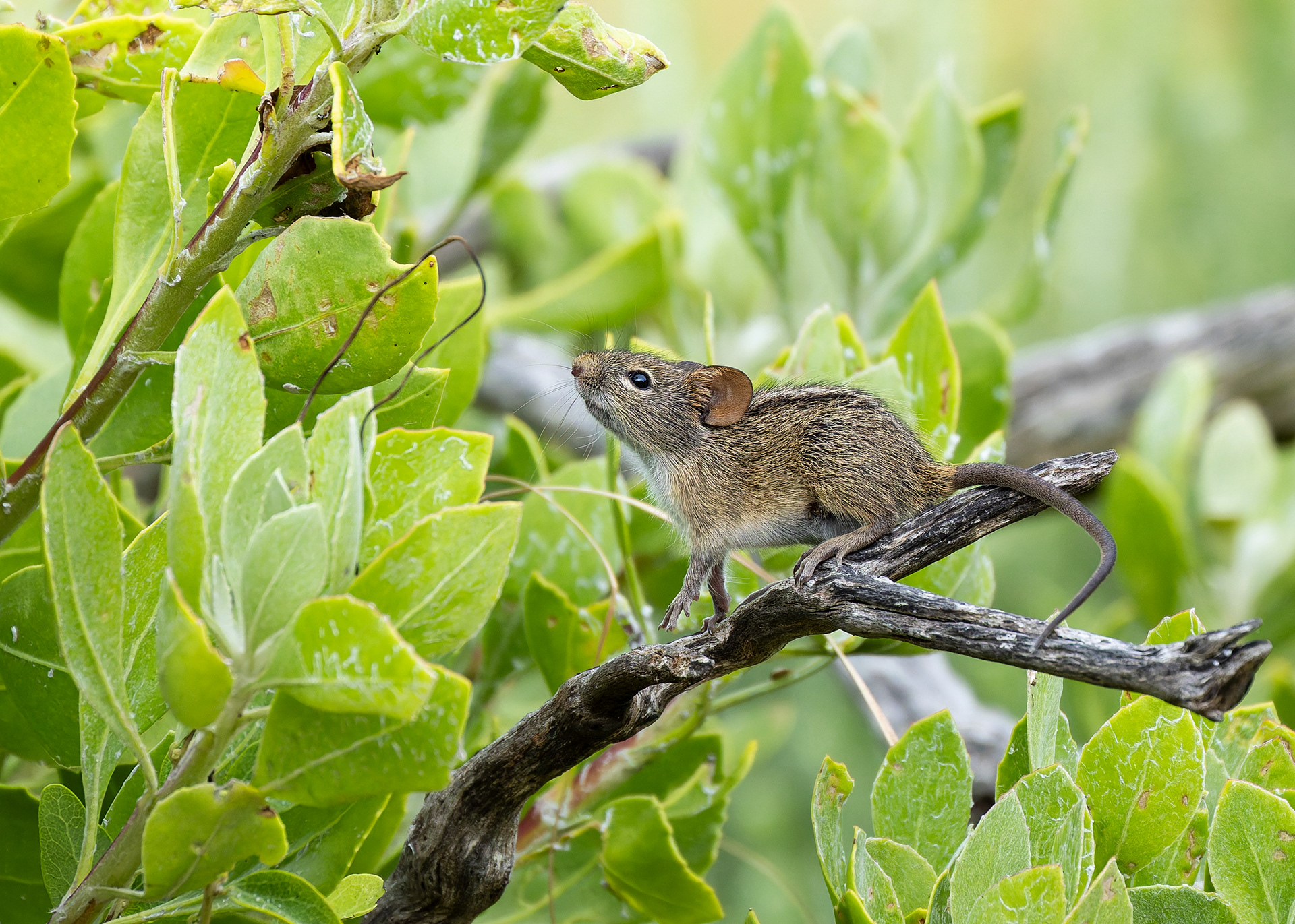 Four-striped Grass Mouse