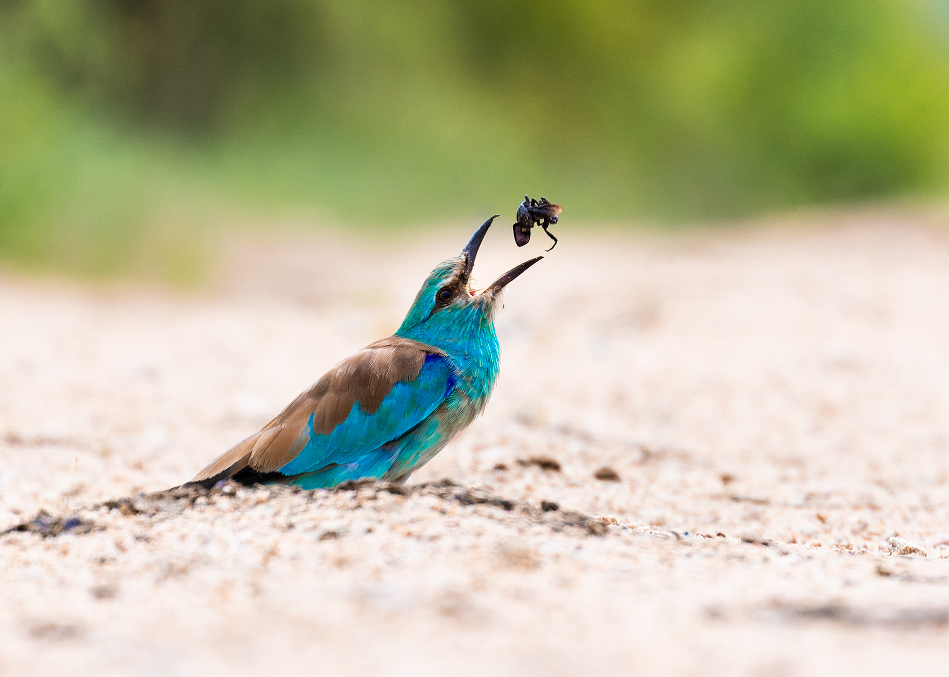 European Roller